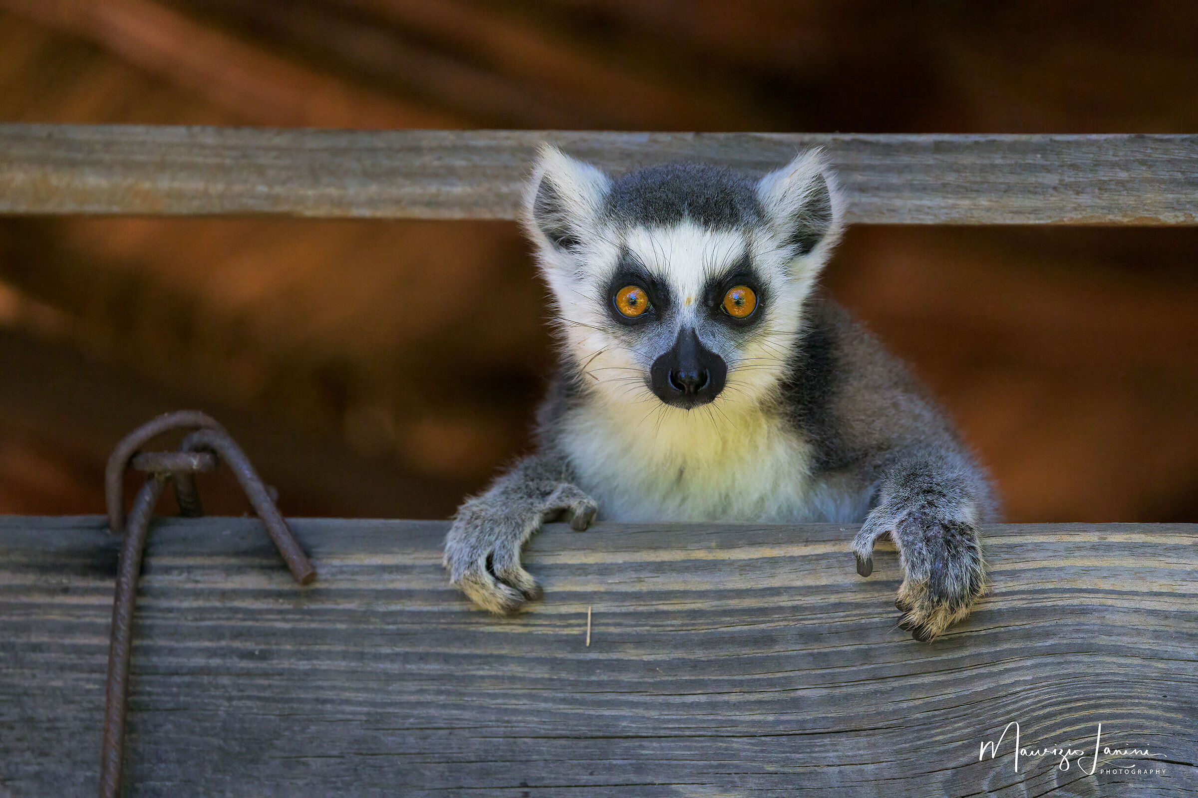 Sguardo inquisitorio