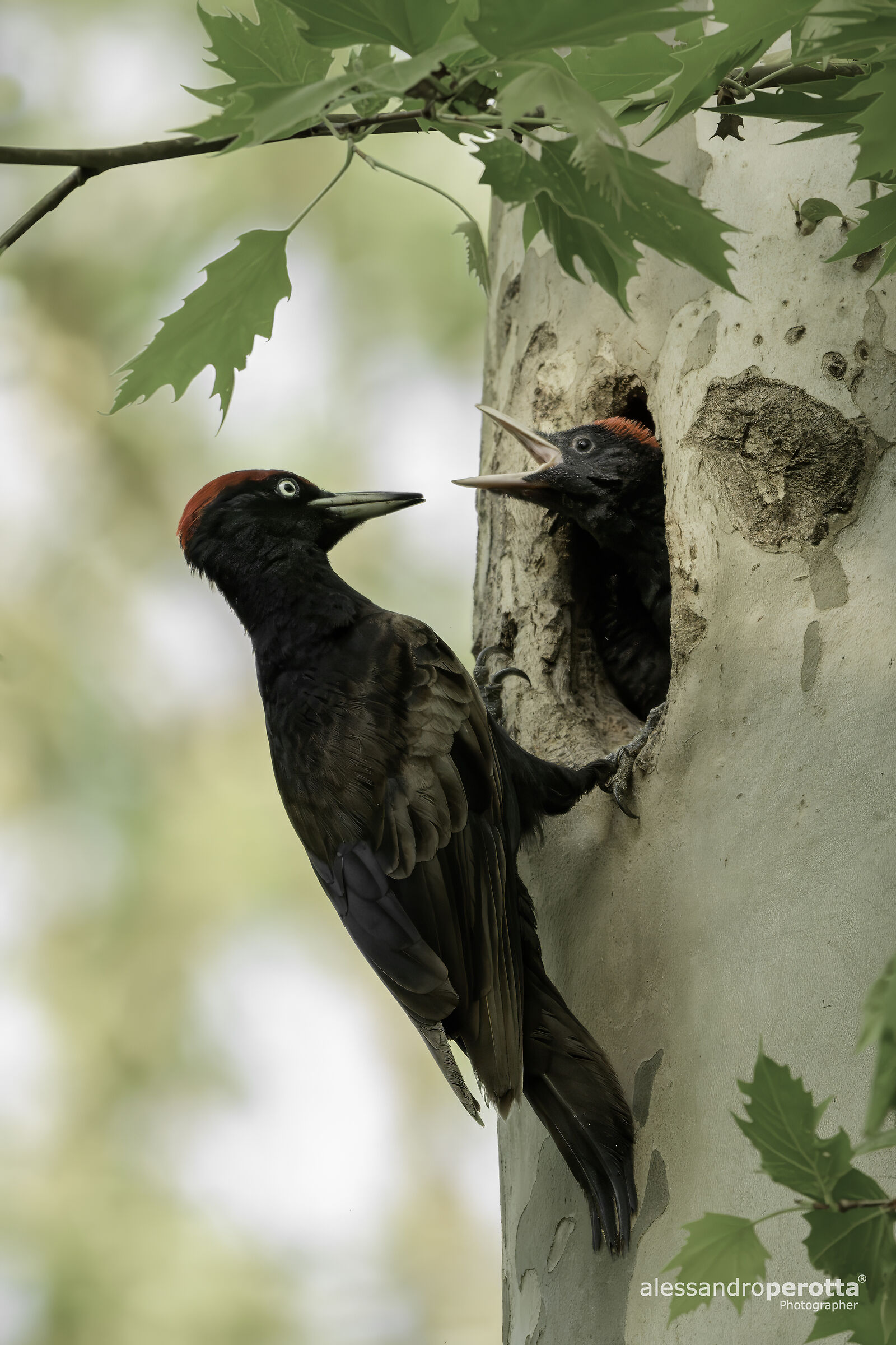 Dryocopus martius (Black Woodpecker)
