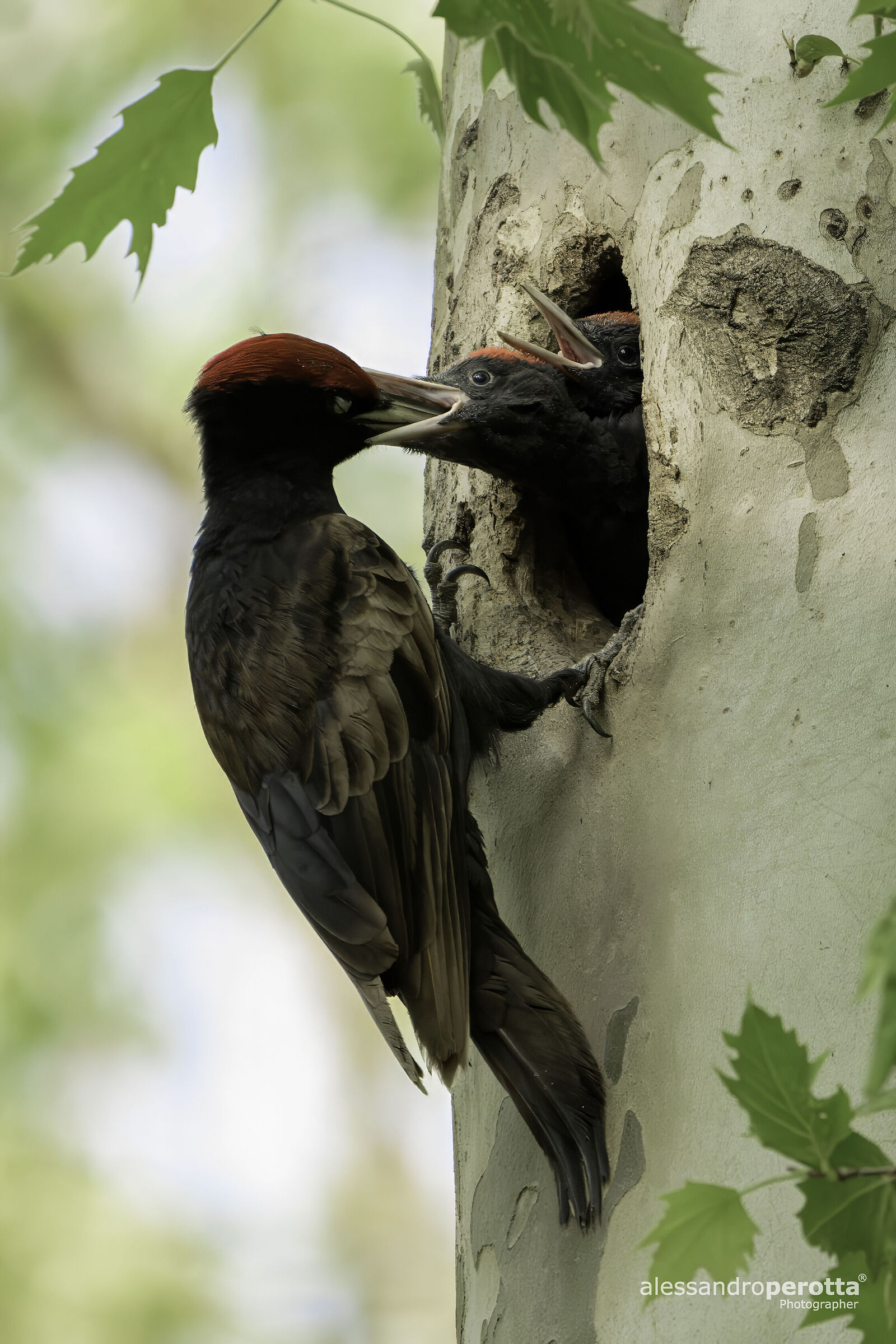 Dryocopus martius (Black Woodpecker)