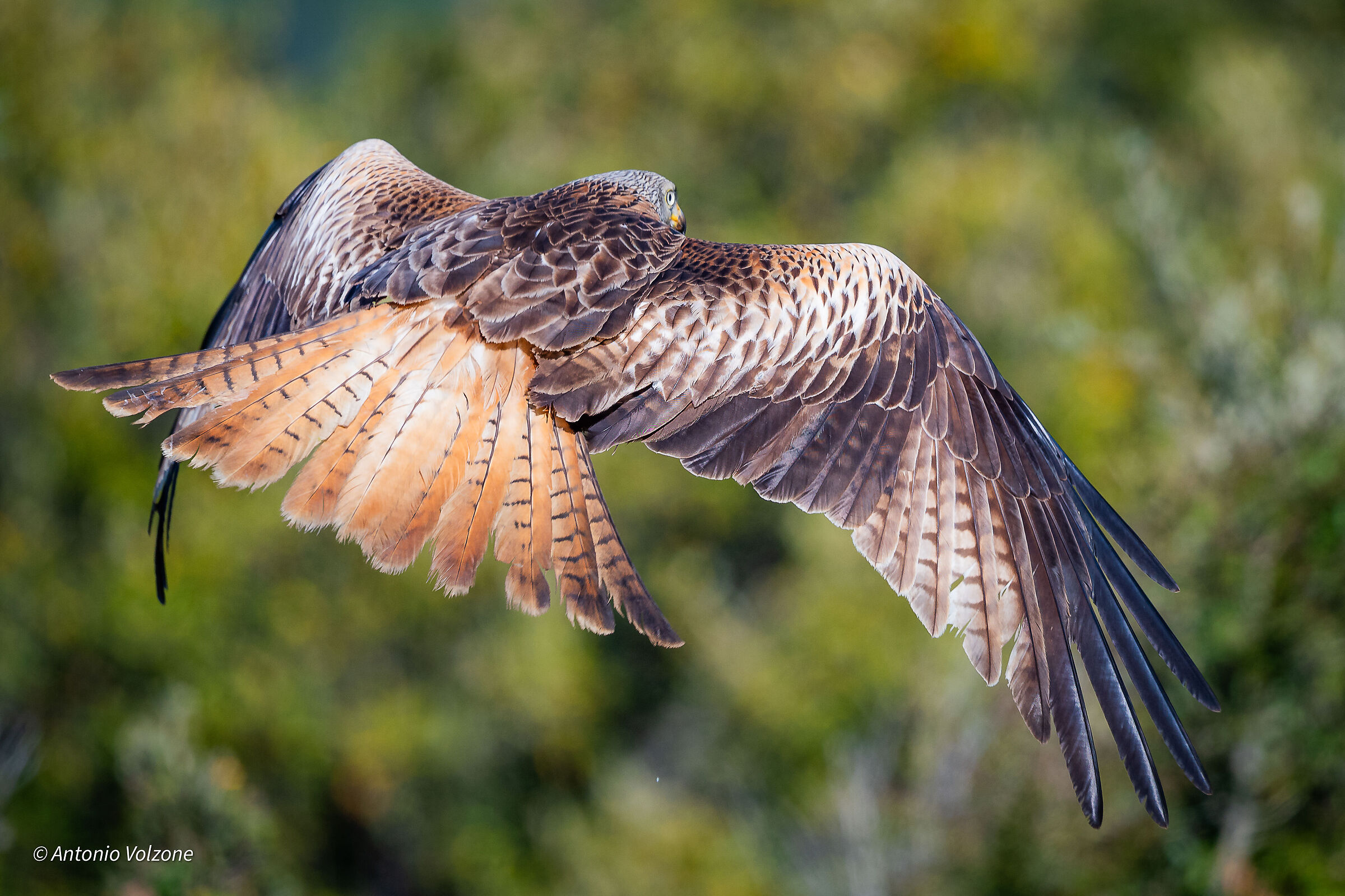 Milvus