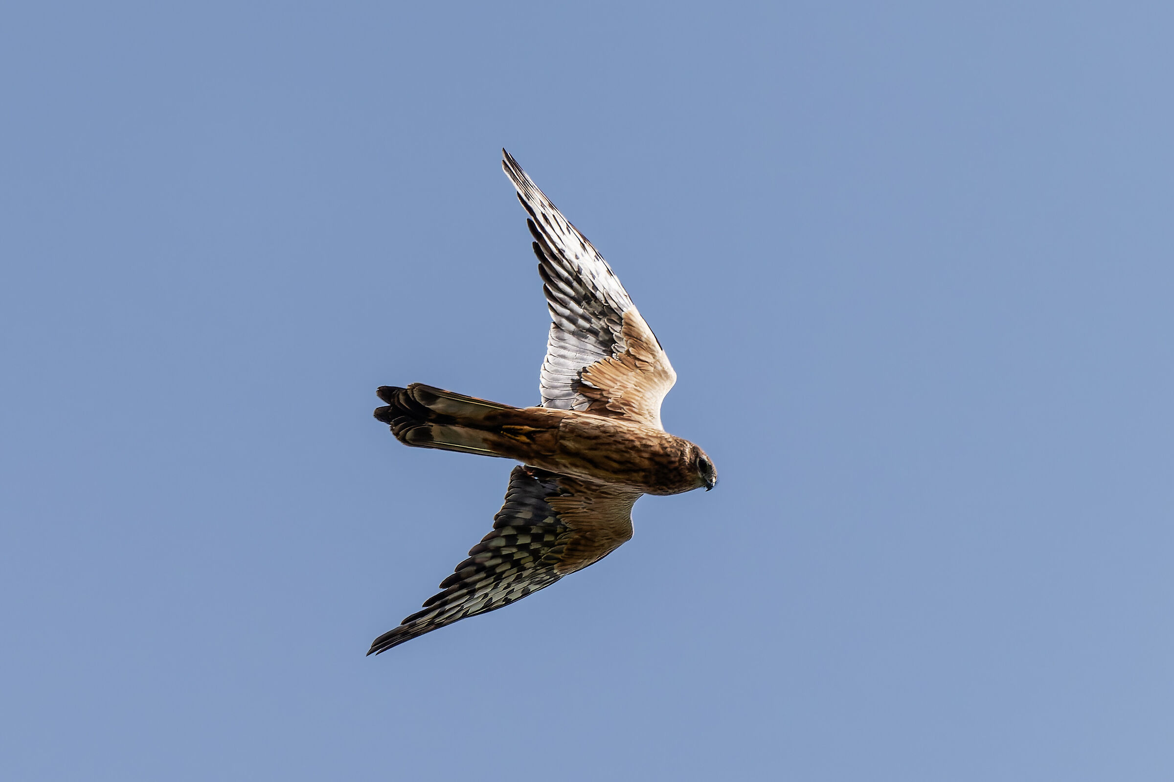 Femmina di Albanella minore