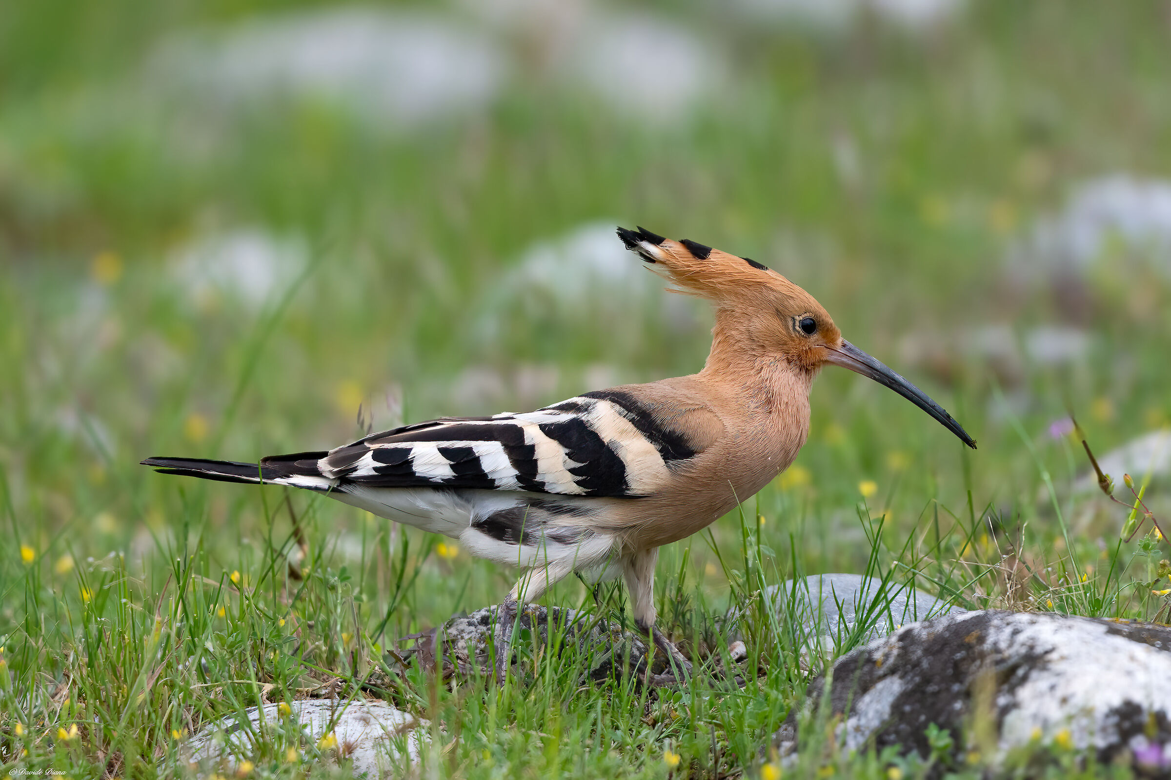 Hoopoe