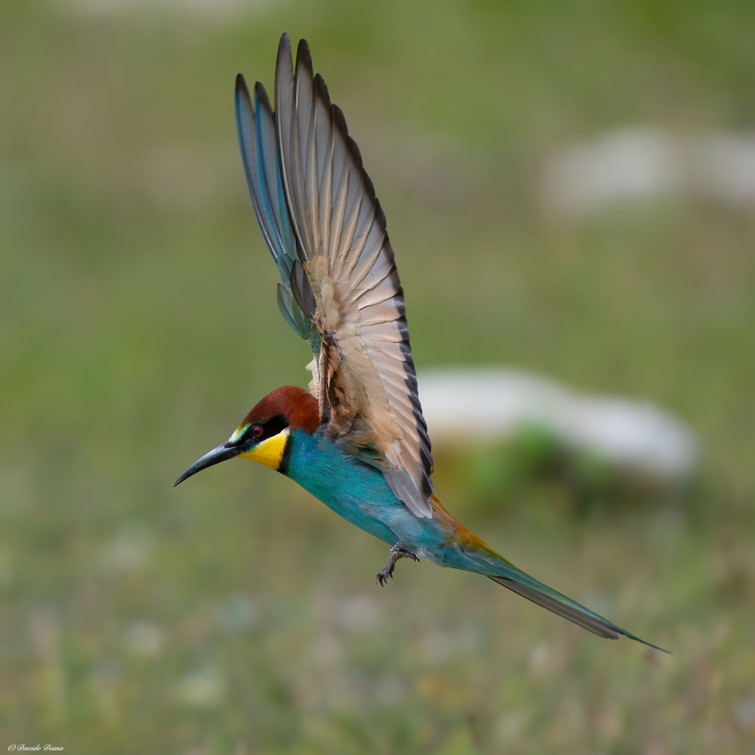 Bee-eater