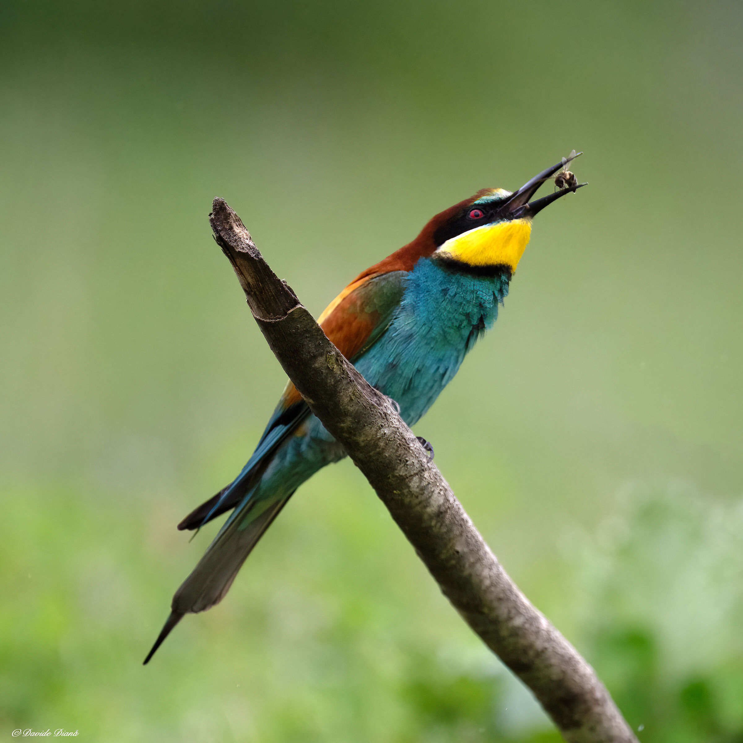 Bee-eater