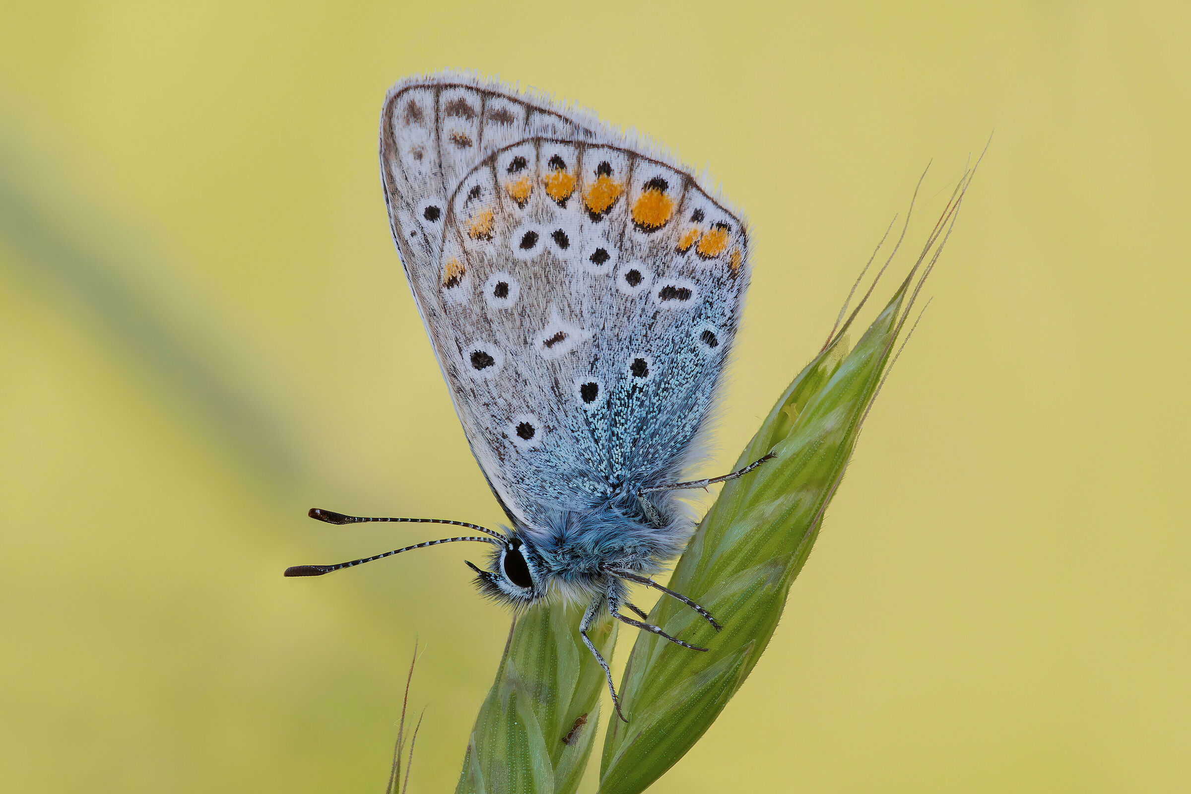 Polyommatus icarus male