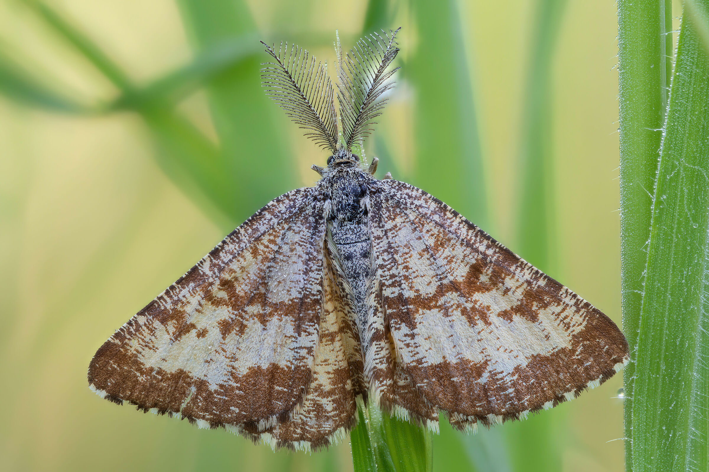 Male Hematurga atomaria