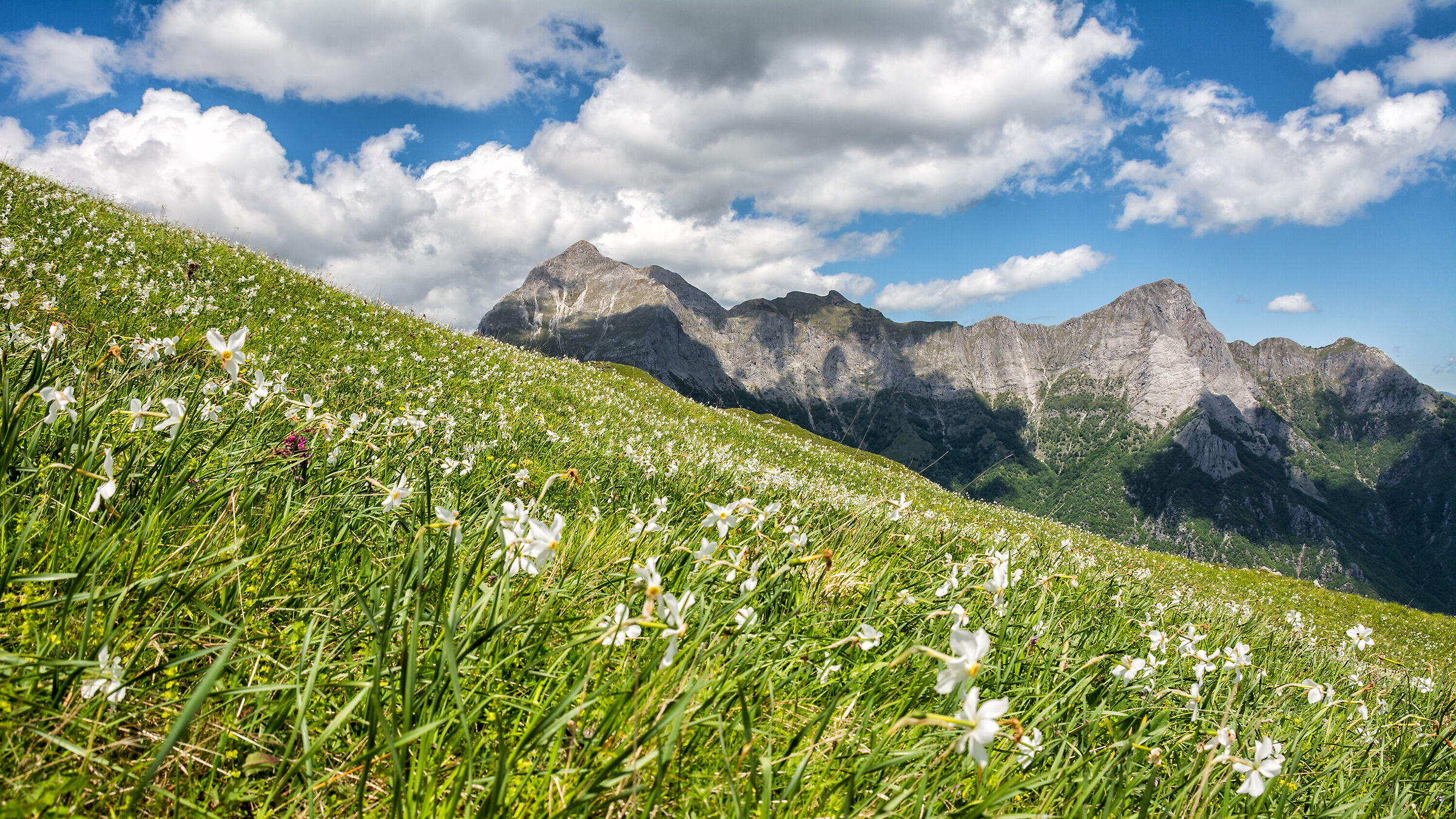 I narcisi del Monte Croce