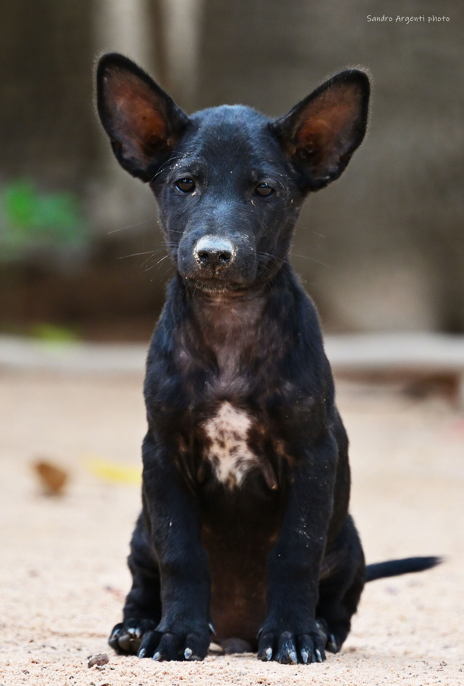 Purtroppo qui c'è ancora chi mi mangia... Vietnam...