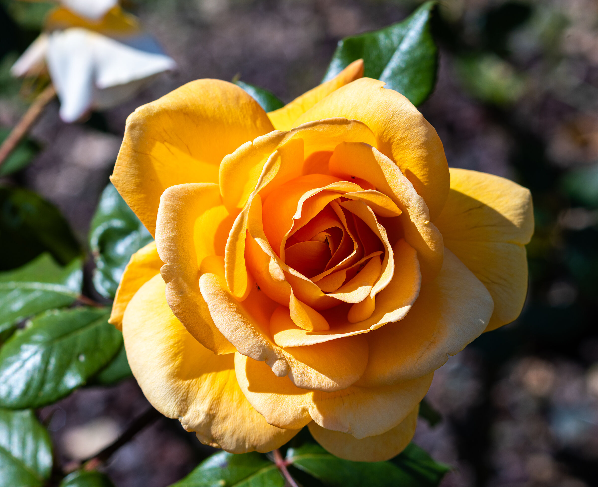 The Rose Garden of Nervi