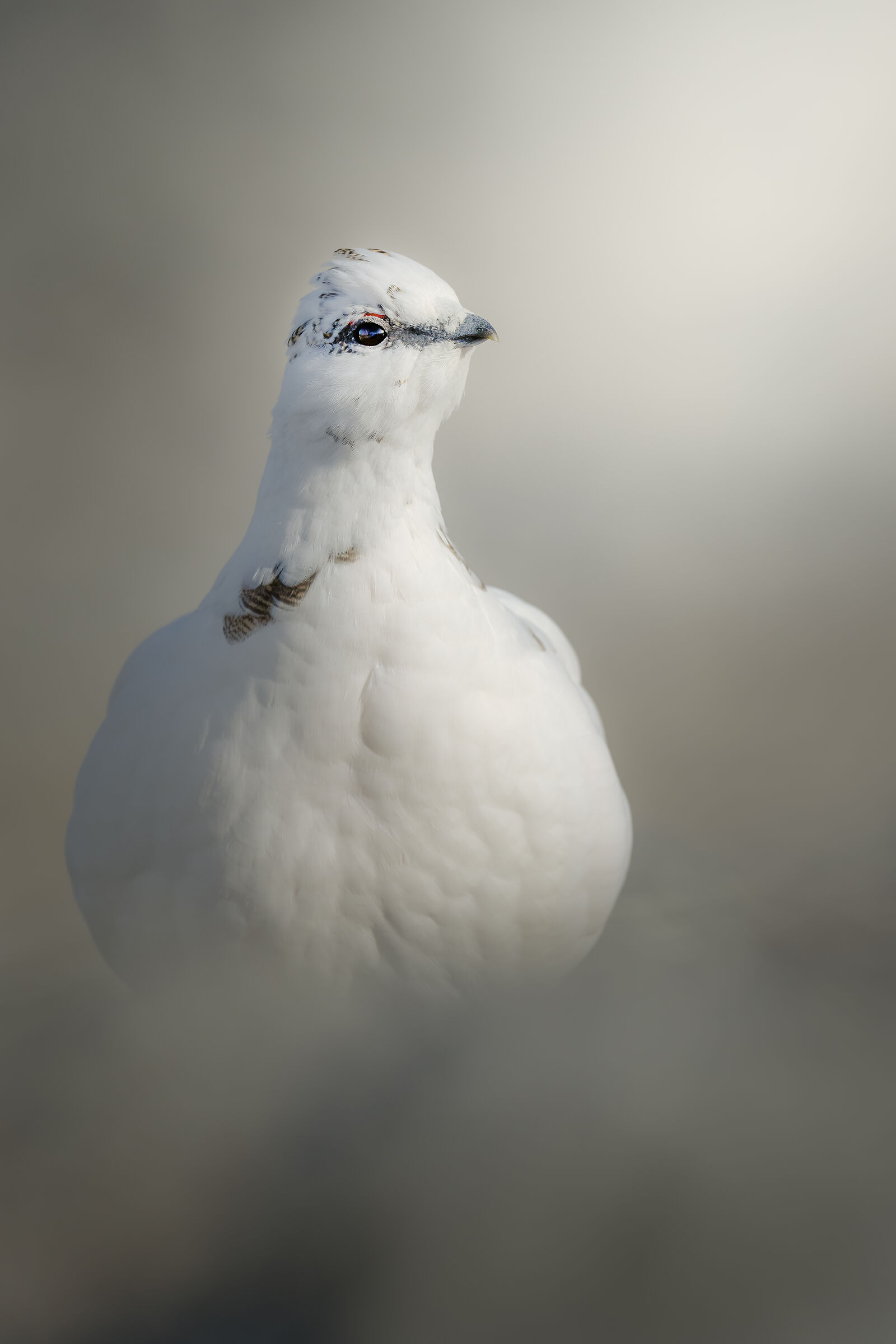Ptarmigan