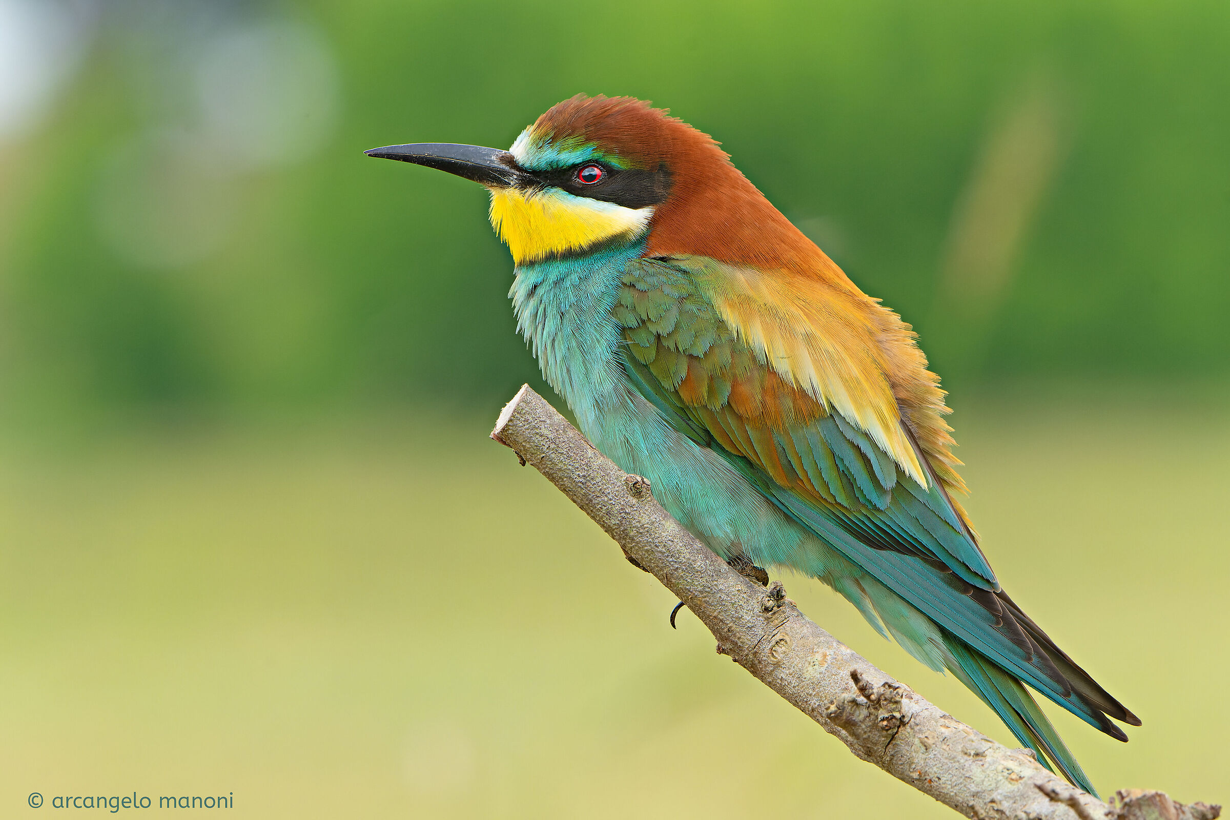 e' tornato a trovarmi l'amico gruccione