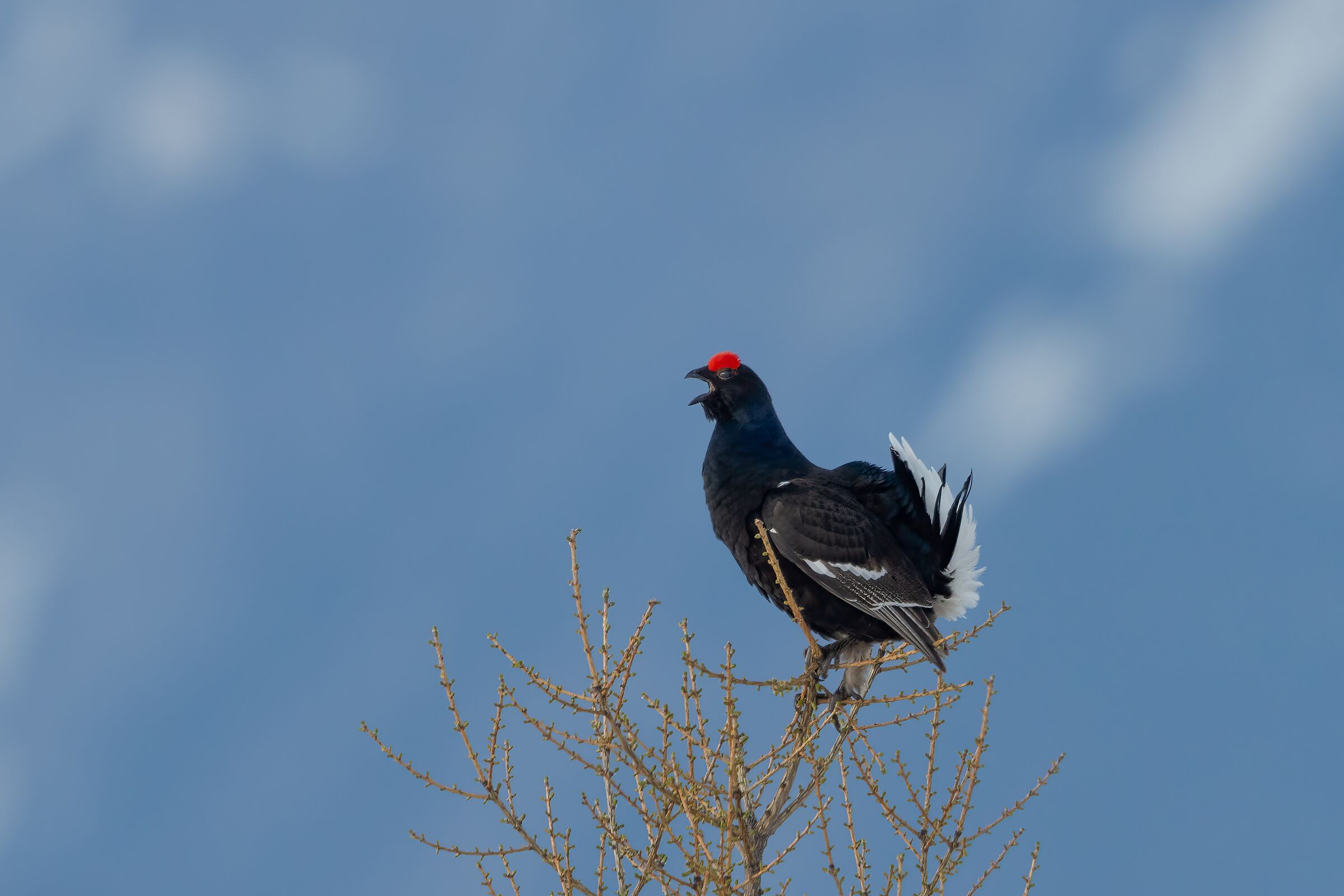 Lo dico a tutti: qui comando io