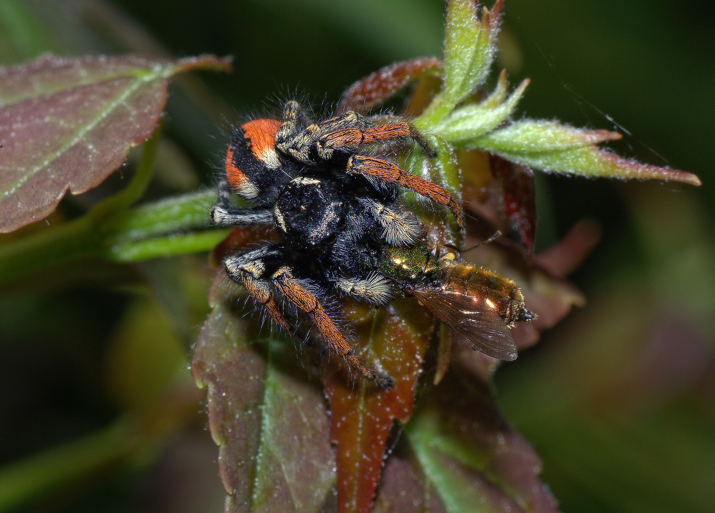 Phidippus clarus
