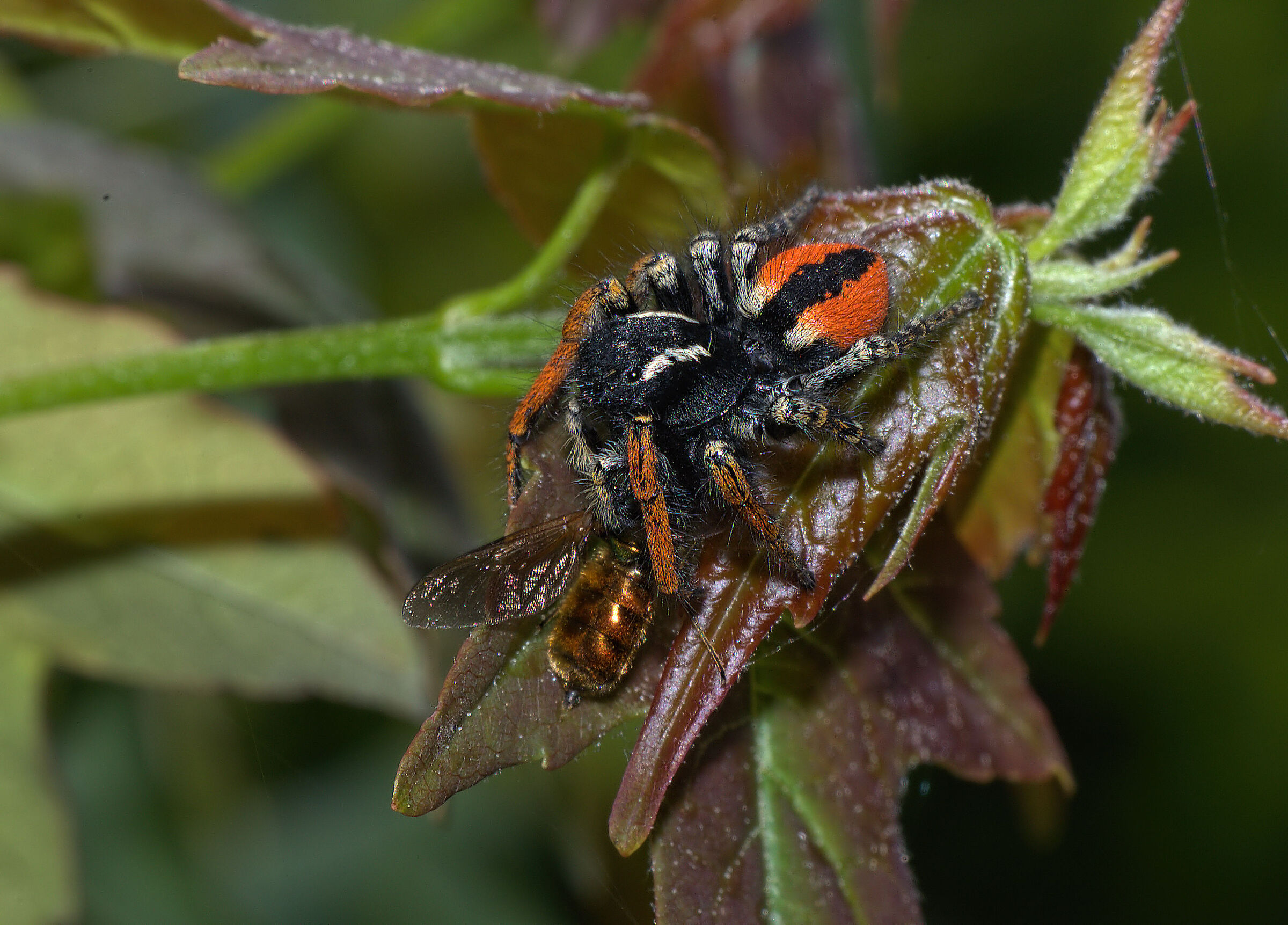 Phidippus clarus