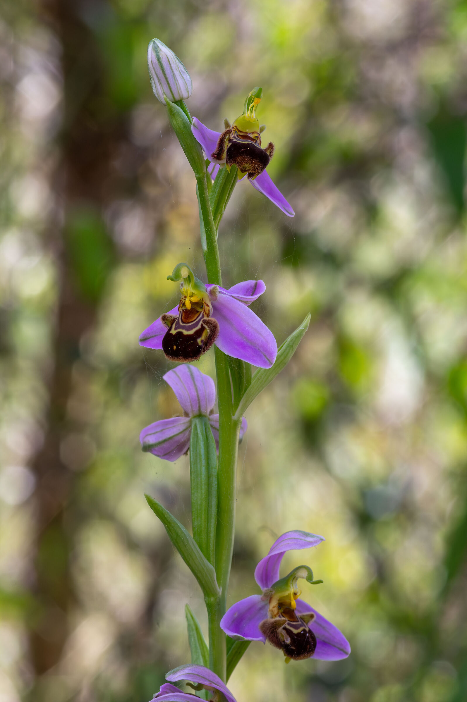 Ophrys sp. z o.o.