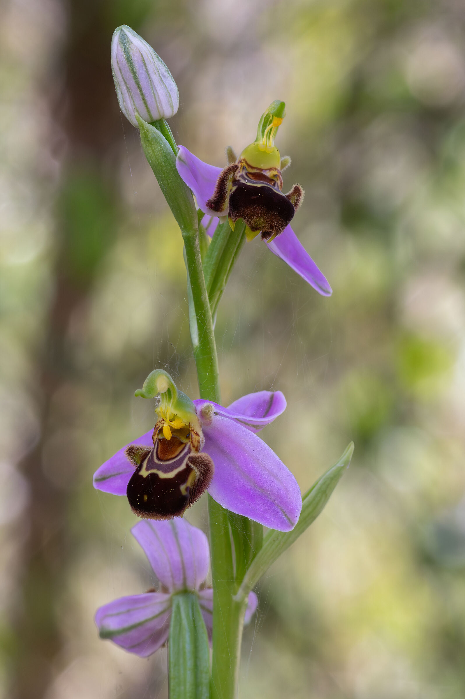 Ophrys sp. z o.o.