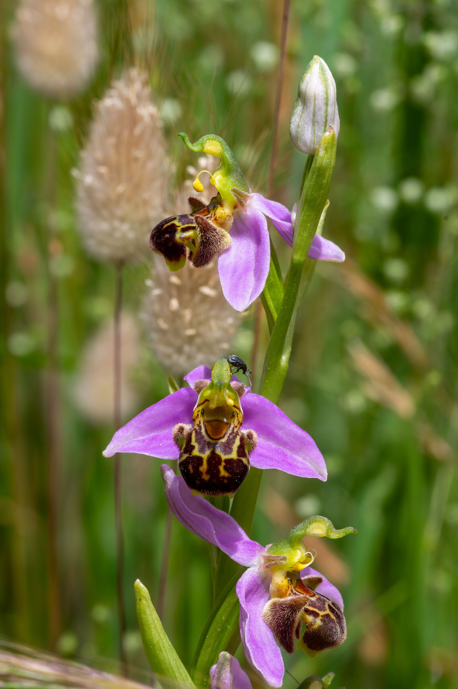 Ophrys sp. z o.o.