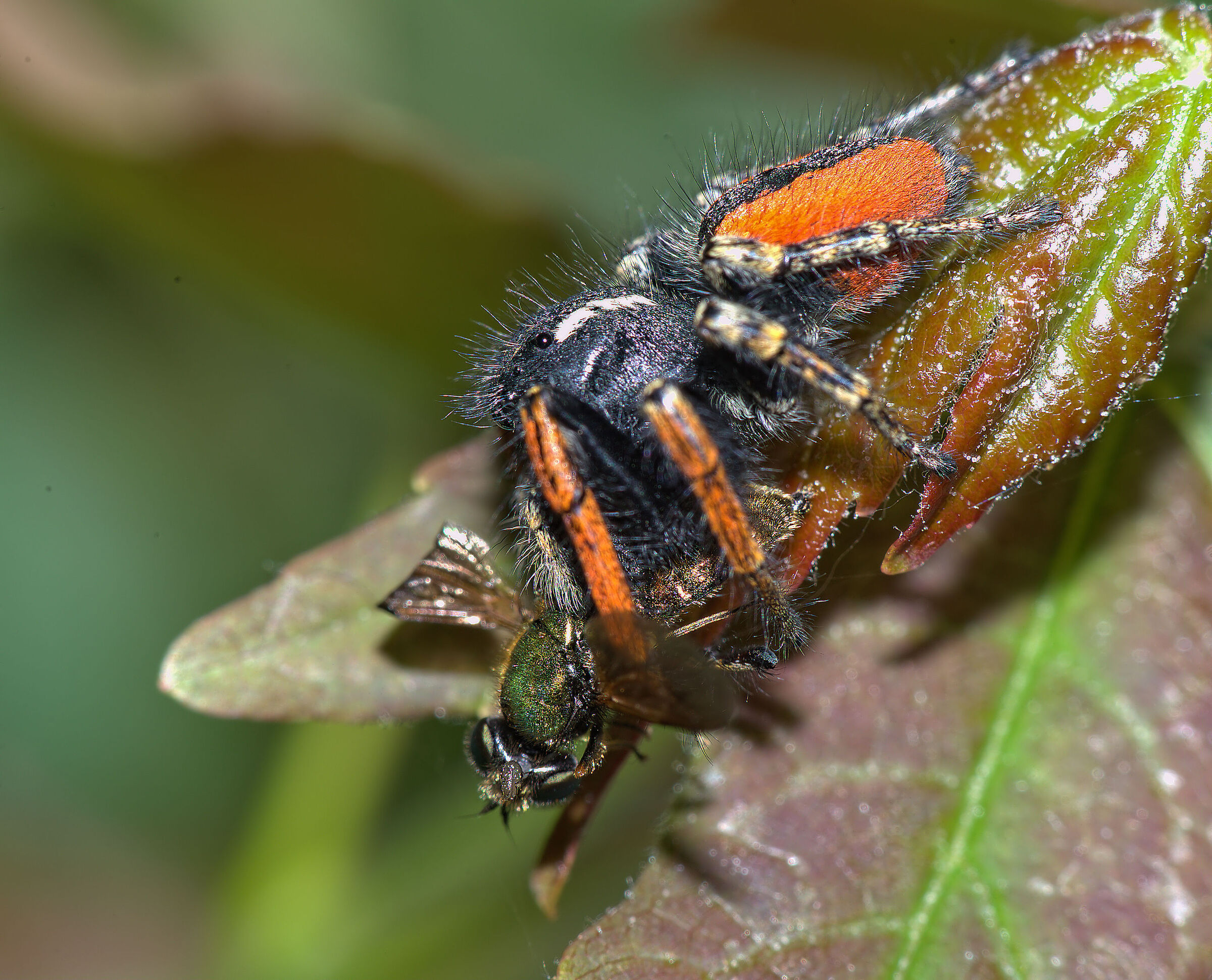 Phidippus clarus