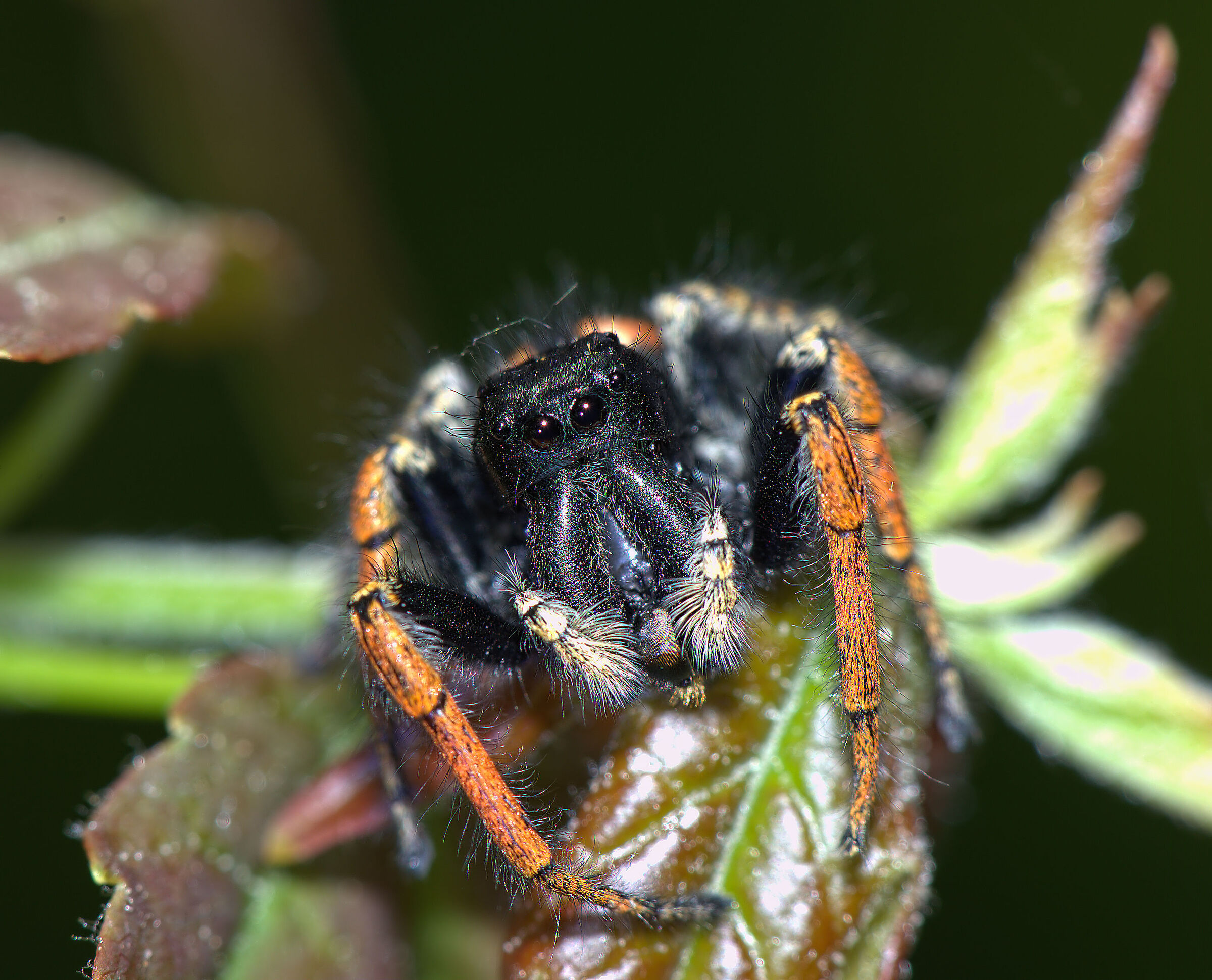Phidippus clarus