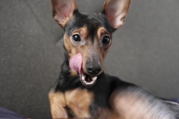 Foto