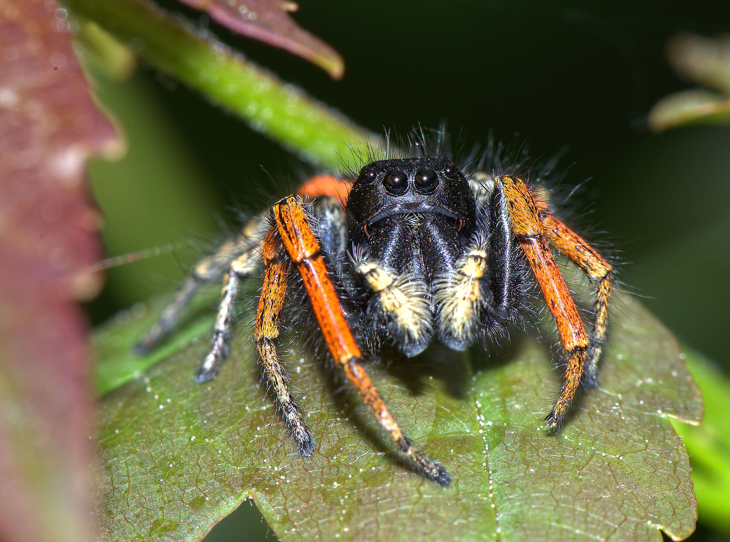 Phidippus clarus