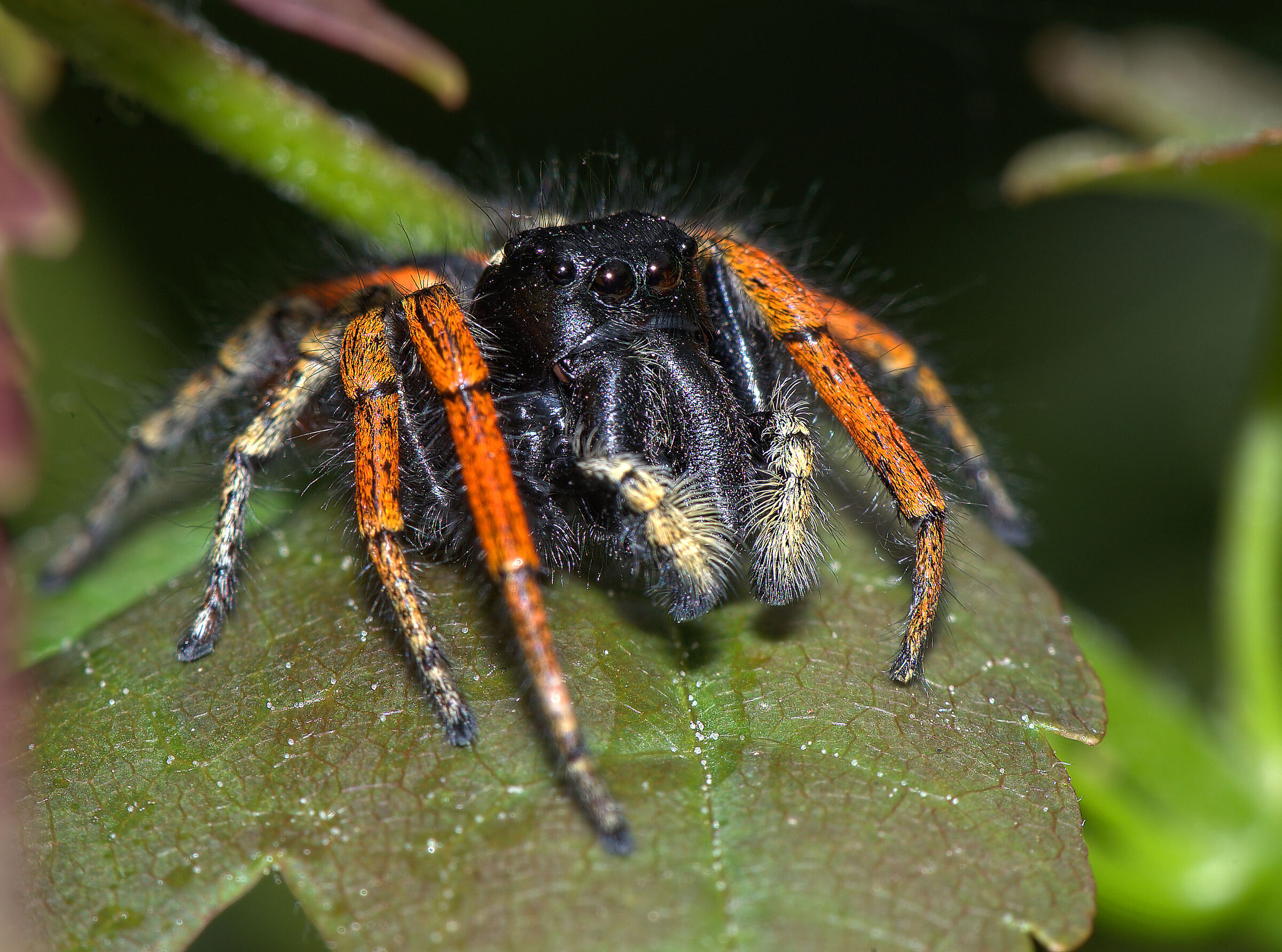 Phidippus clarus