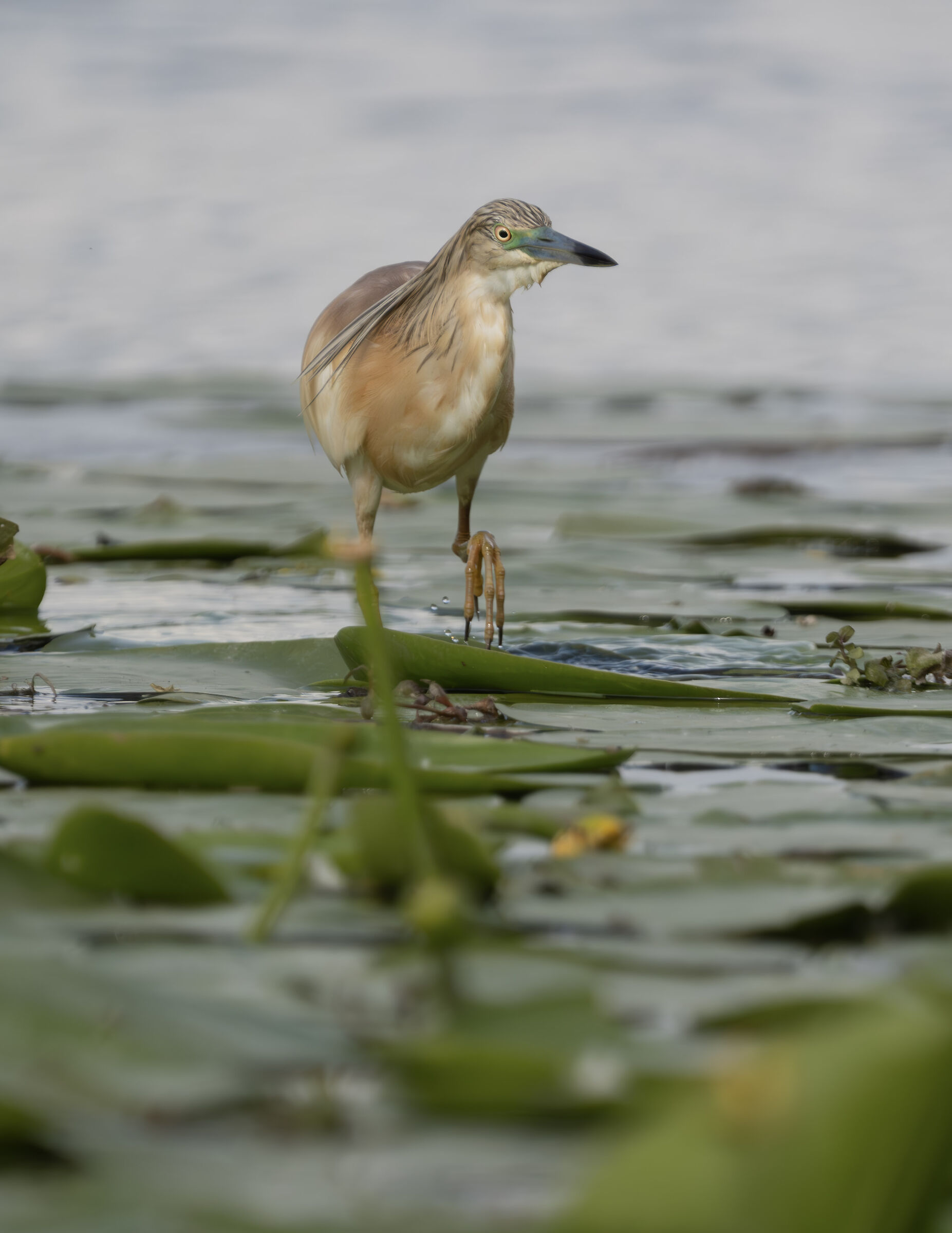 Squacco heron on nymphs