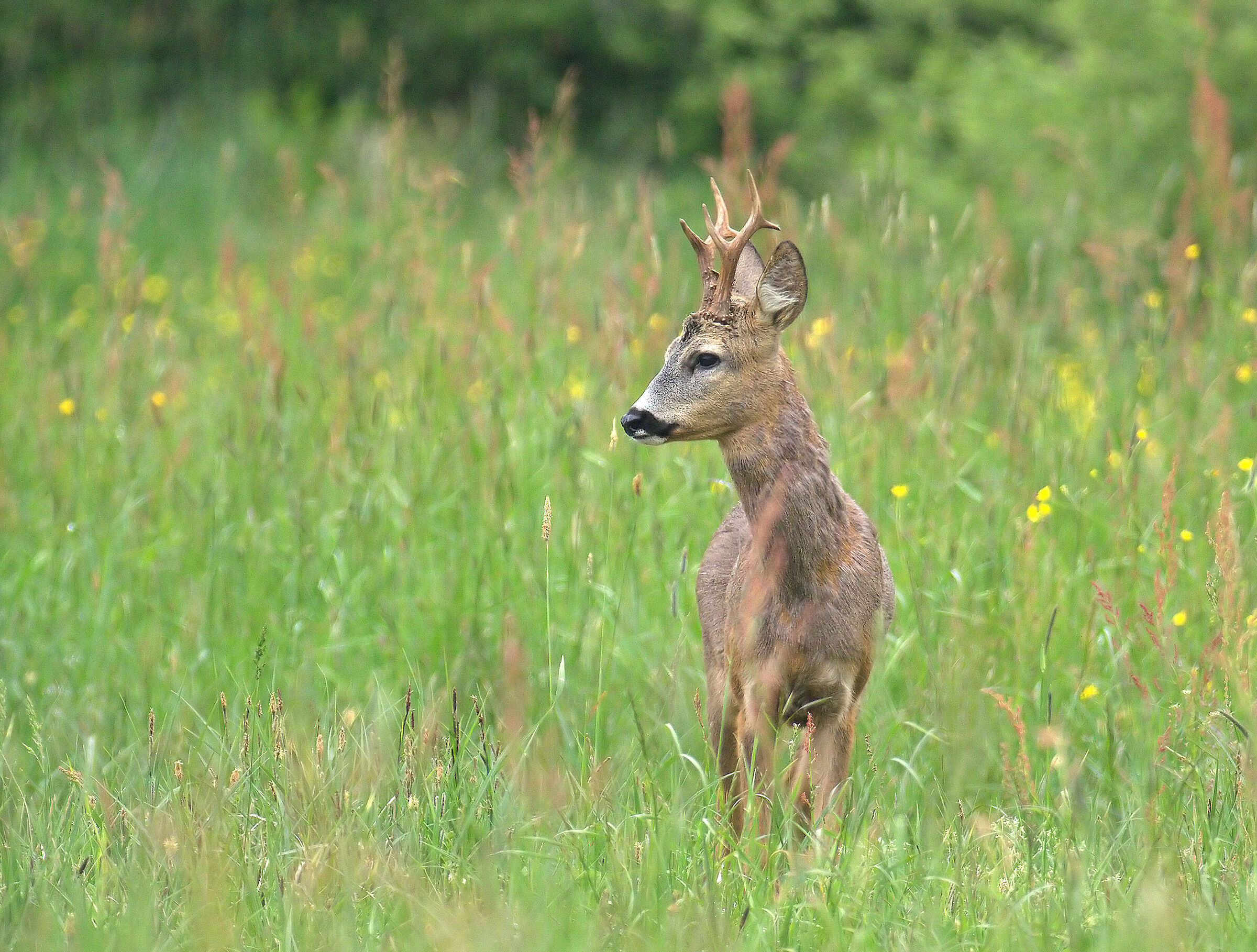 capriolo