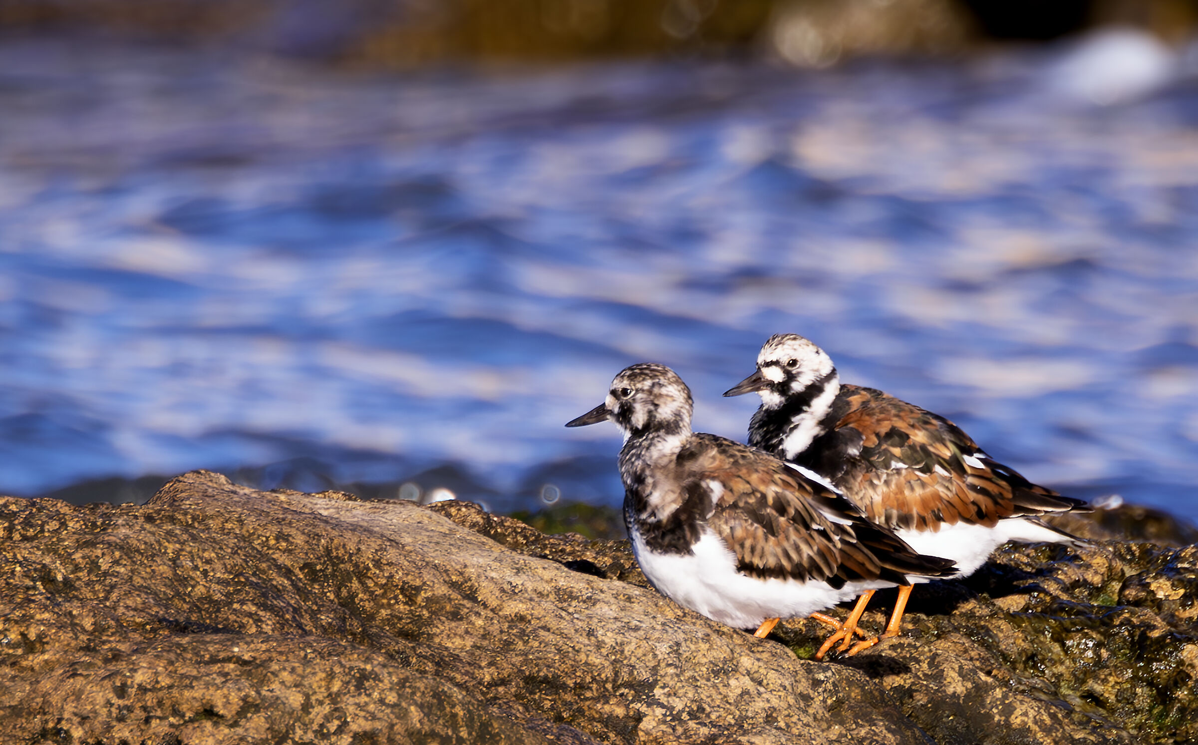 a coupleof turnstones
