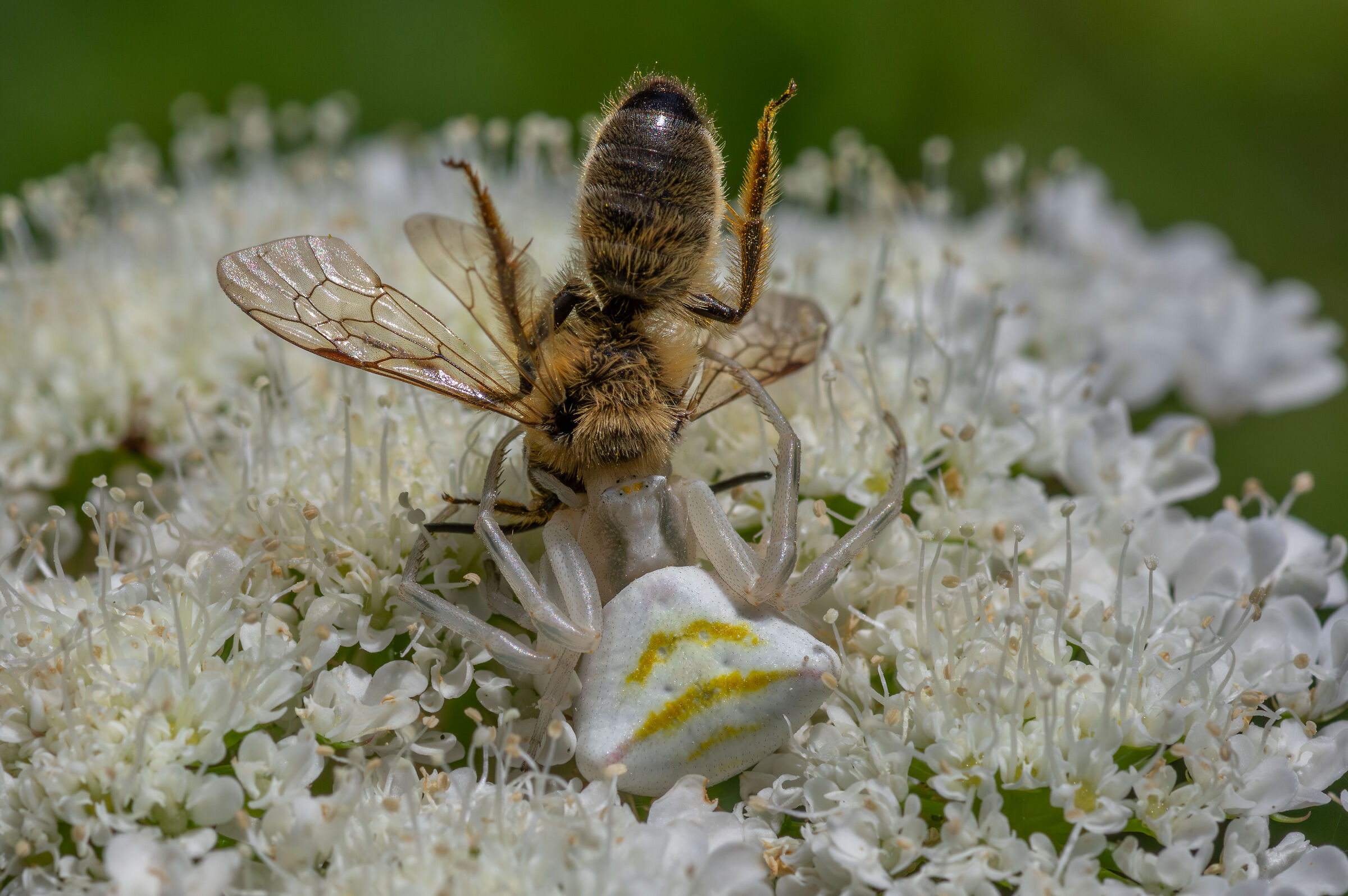 Thomisidae with prey