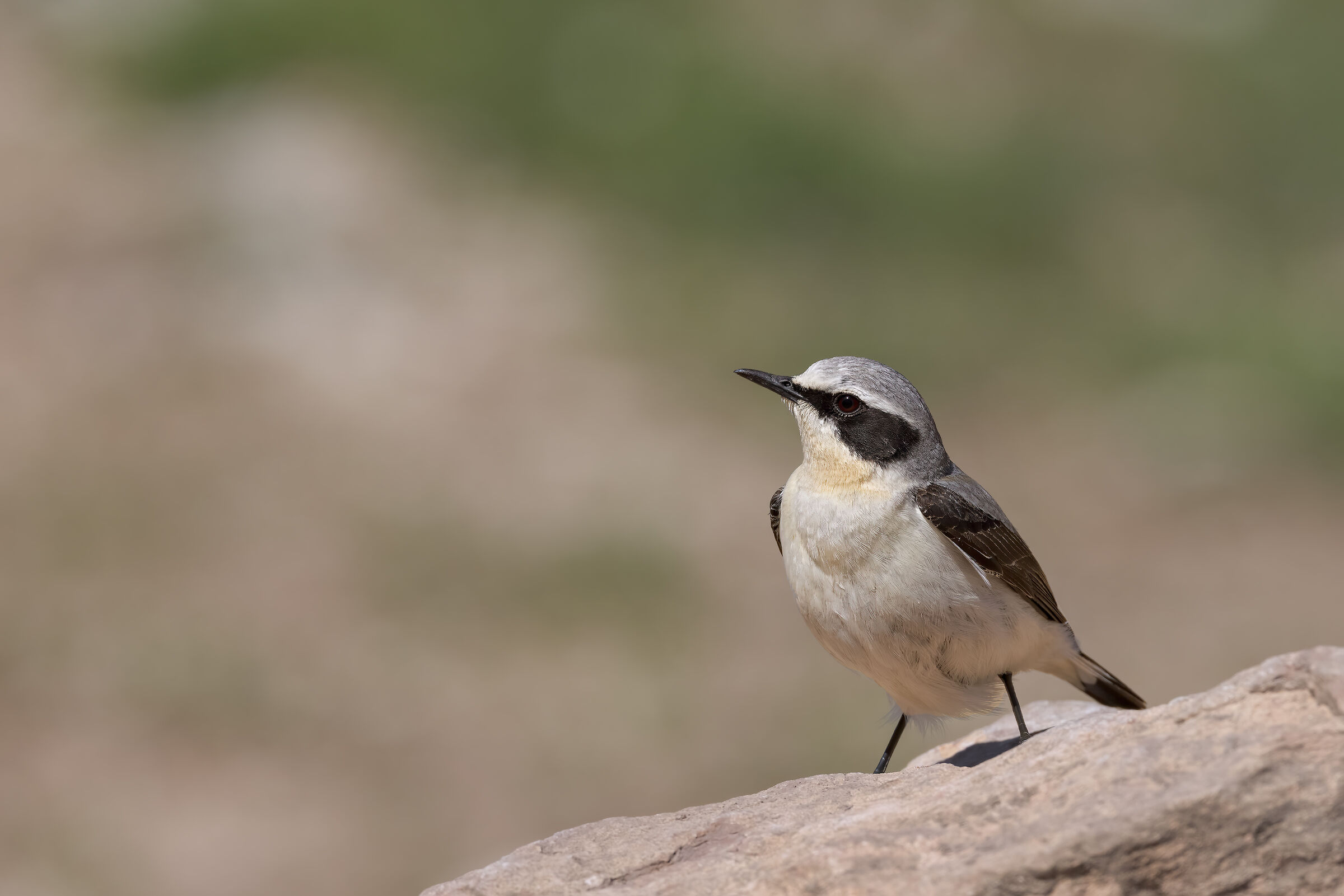 Culbianco (Oenanthe oenanthe)