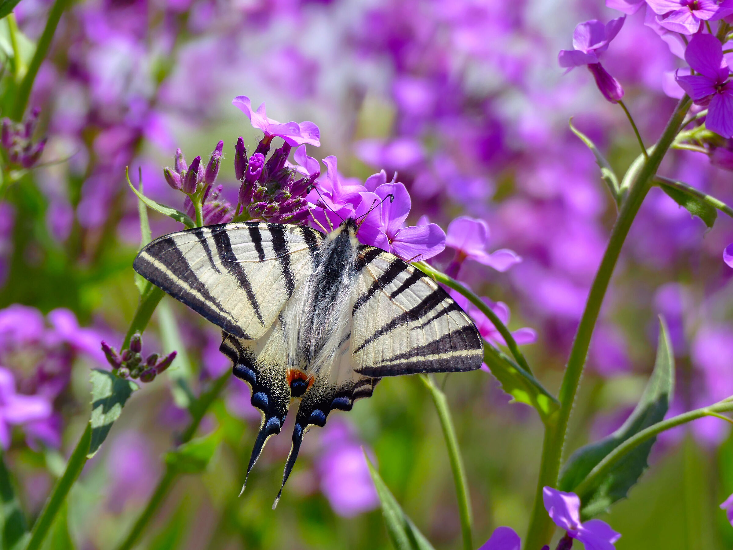 Podalirius di Iphiclides