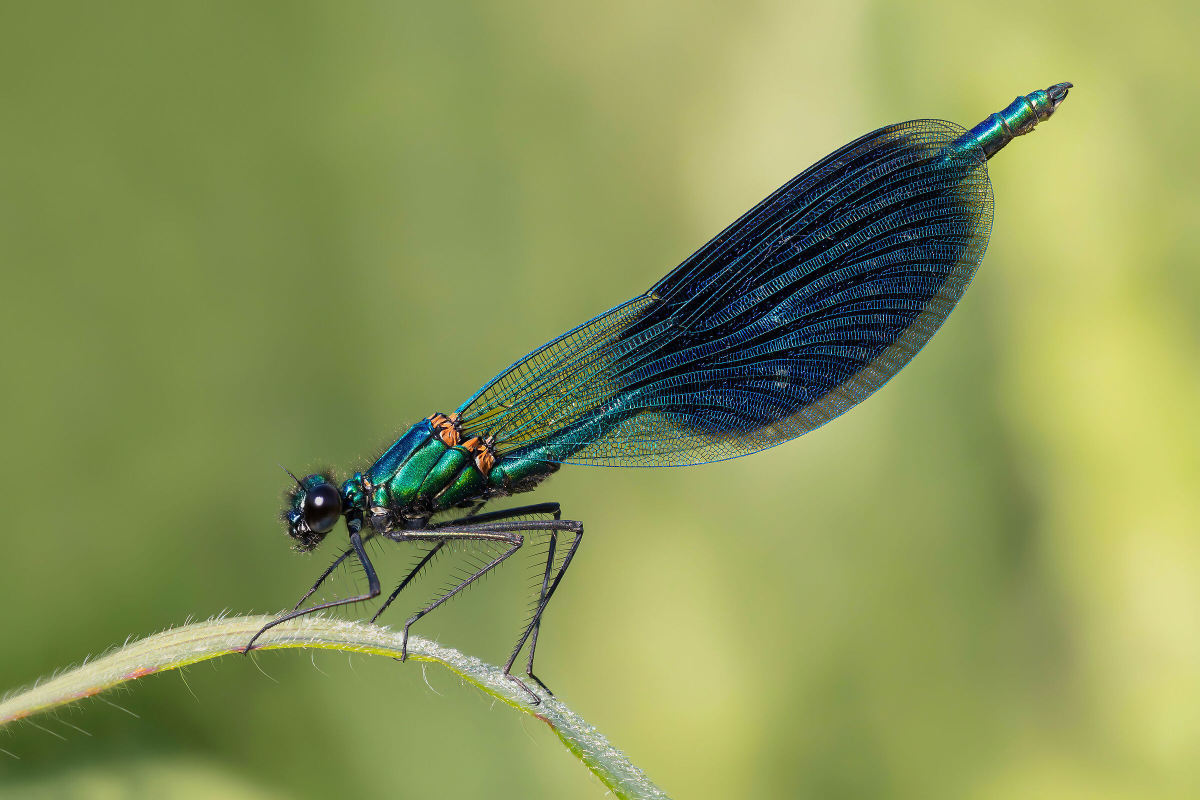 Male Calopteryx splendens