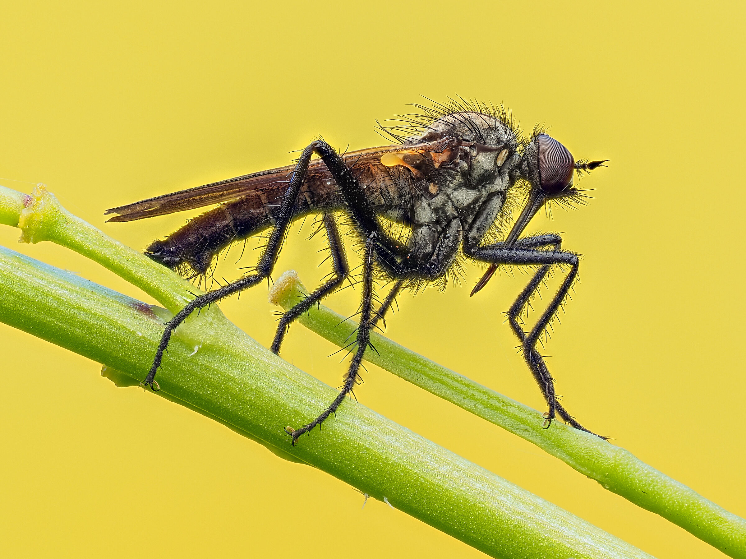 Diptera sp.