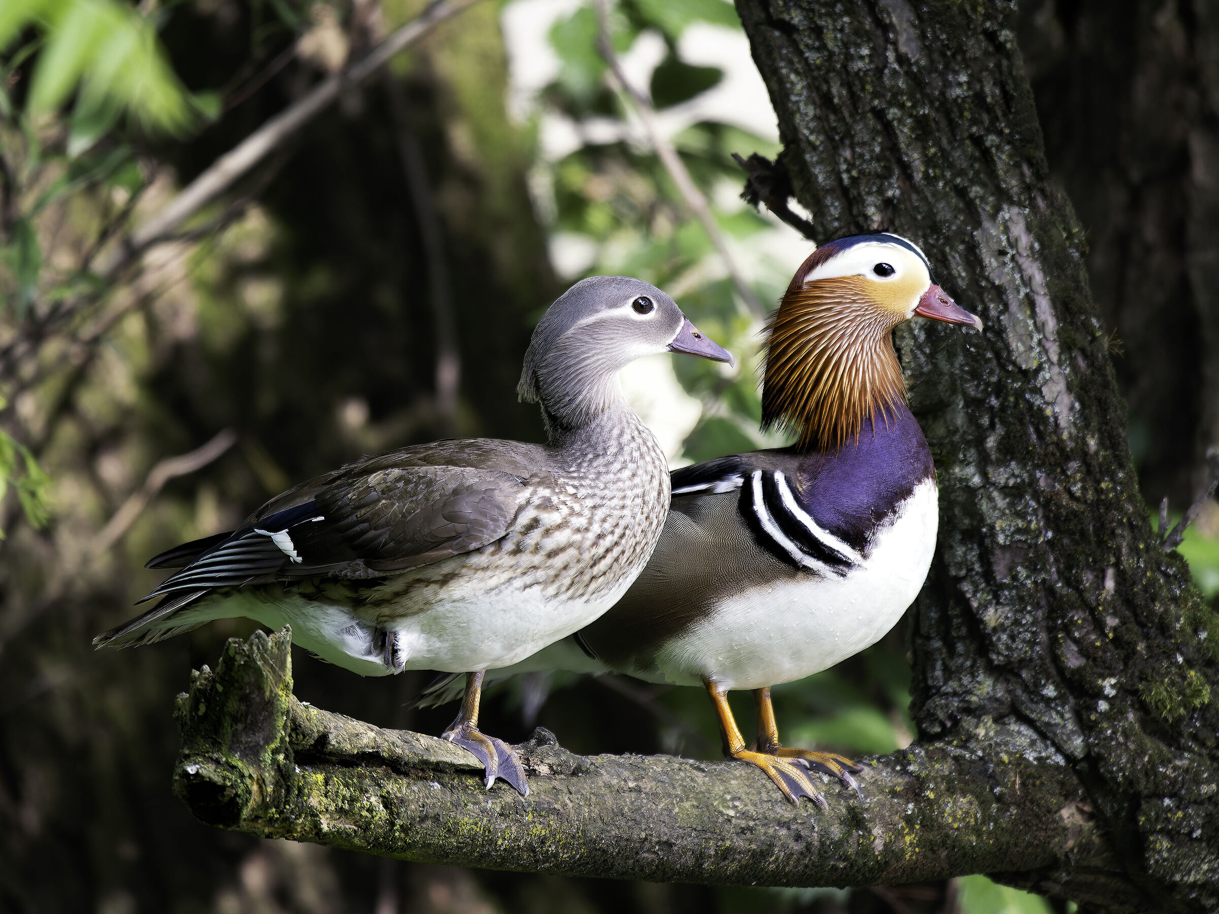 Coppia di anatre mandarine sul Po