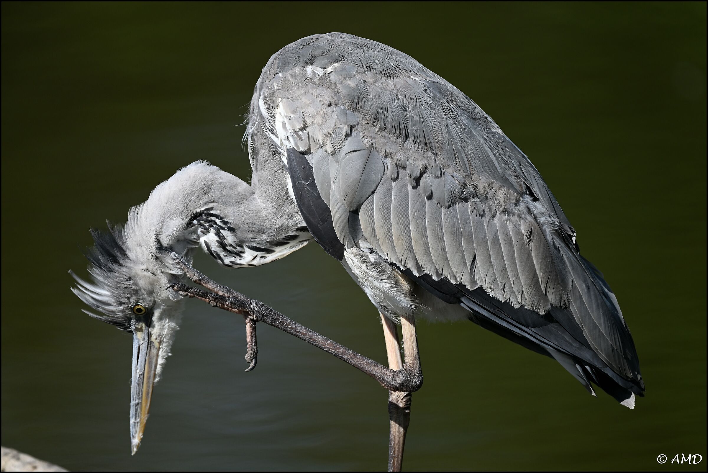 Gray heron