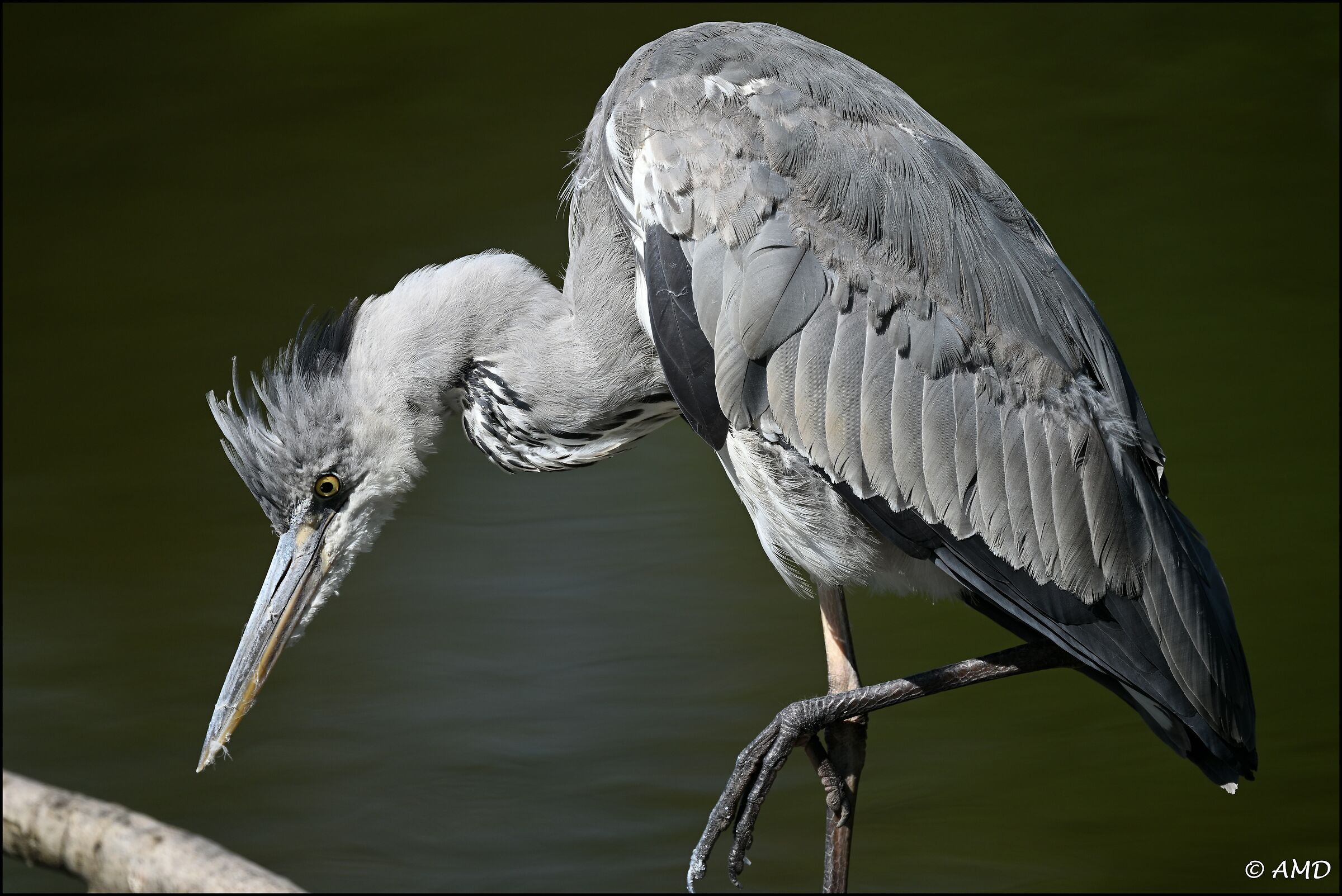Gray heron