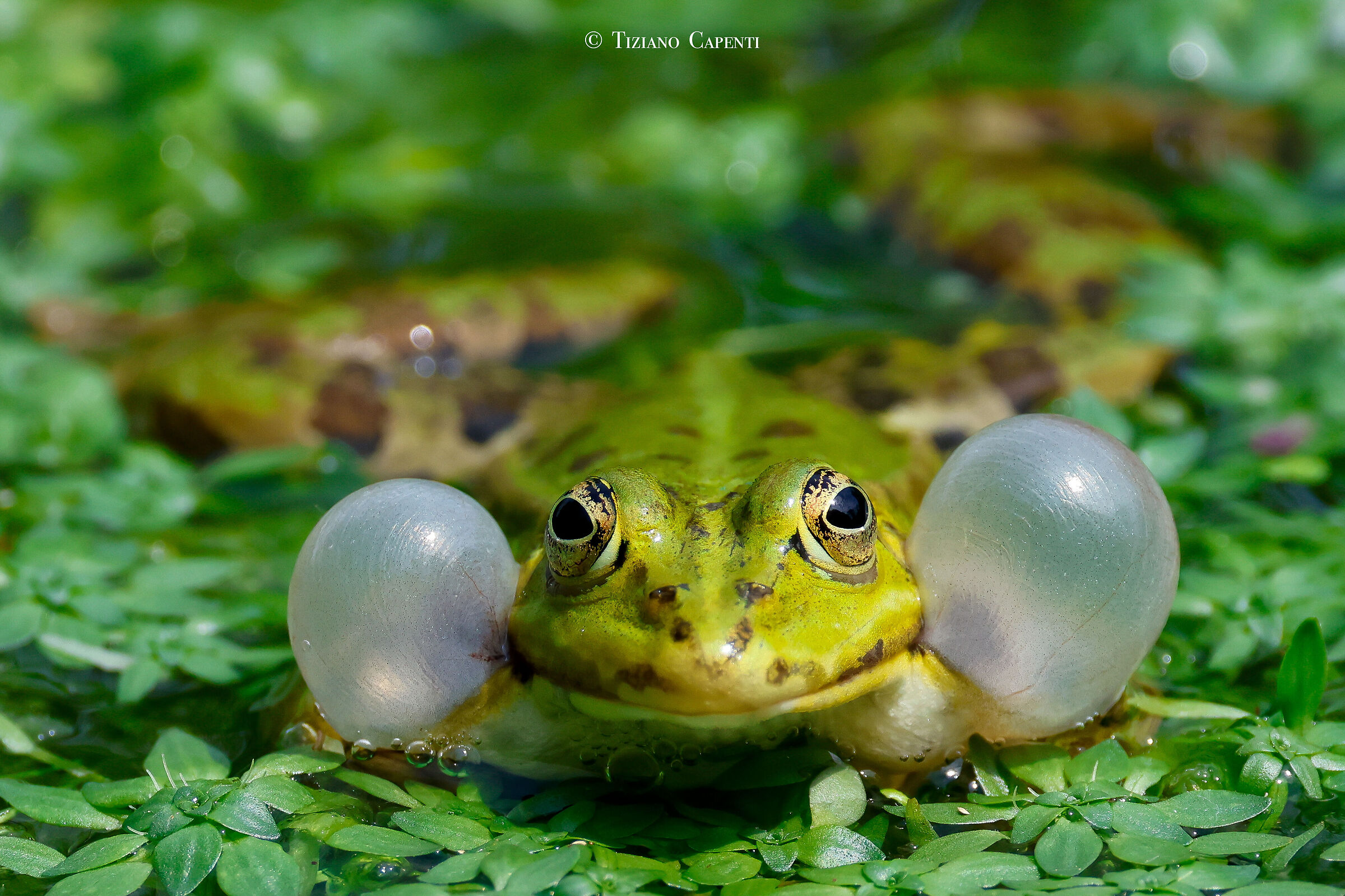Lesser Green Frog