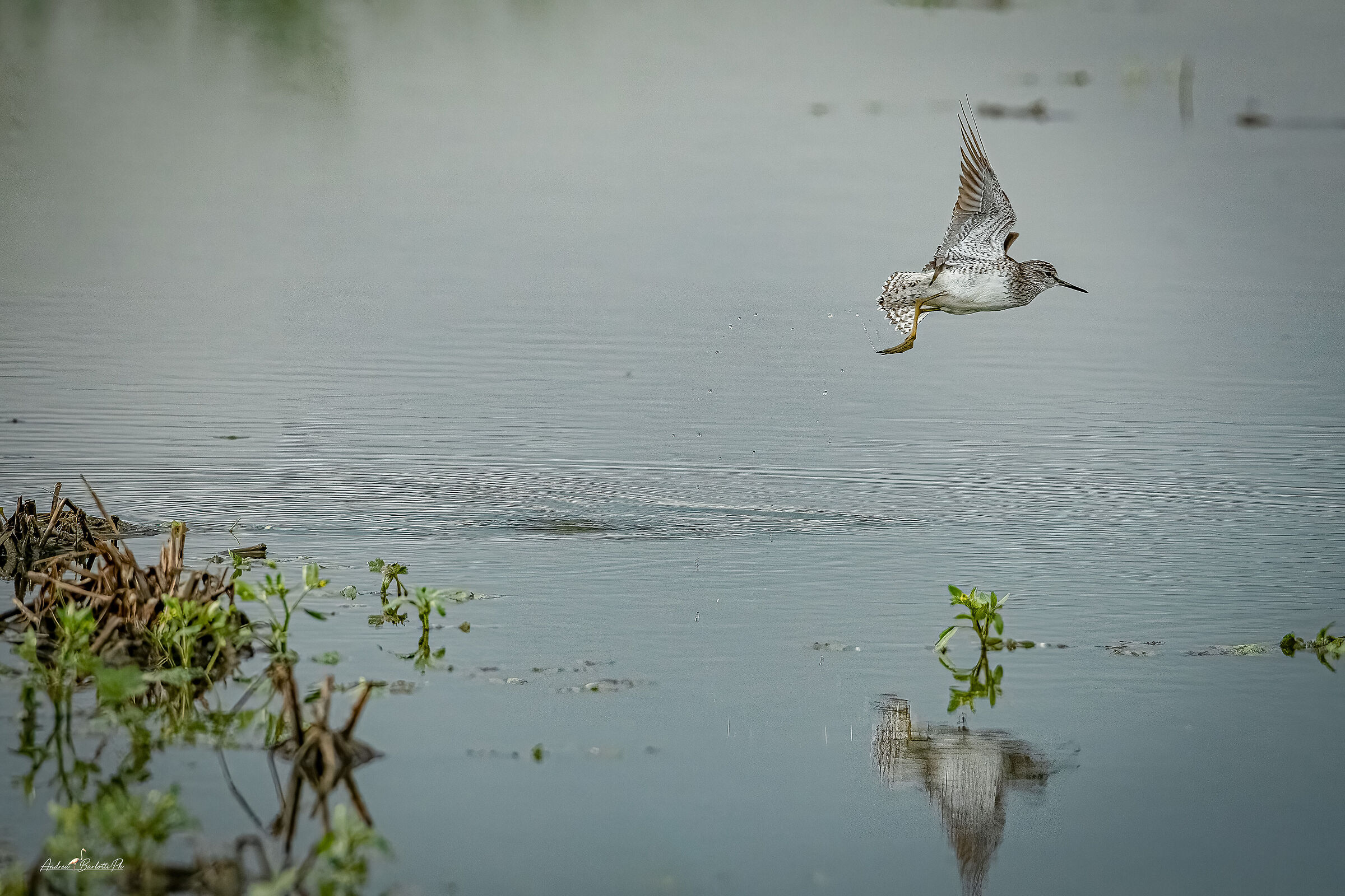 Wood Sandpiper