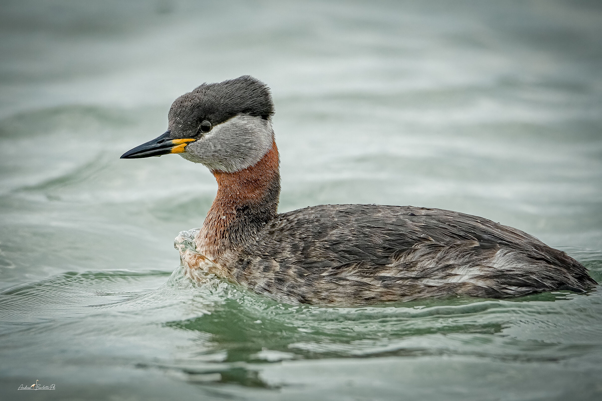 Red-necked Grebe 1