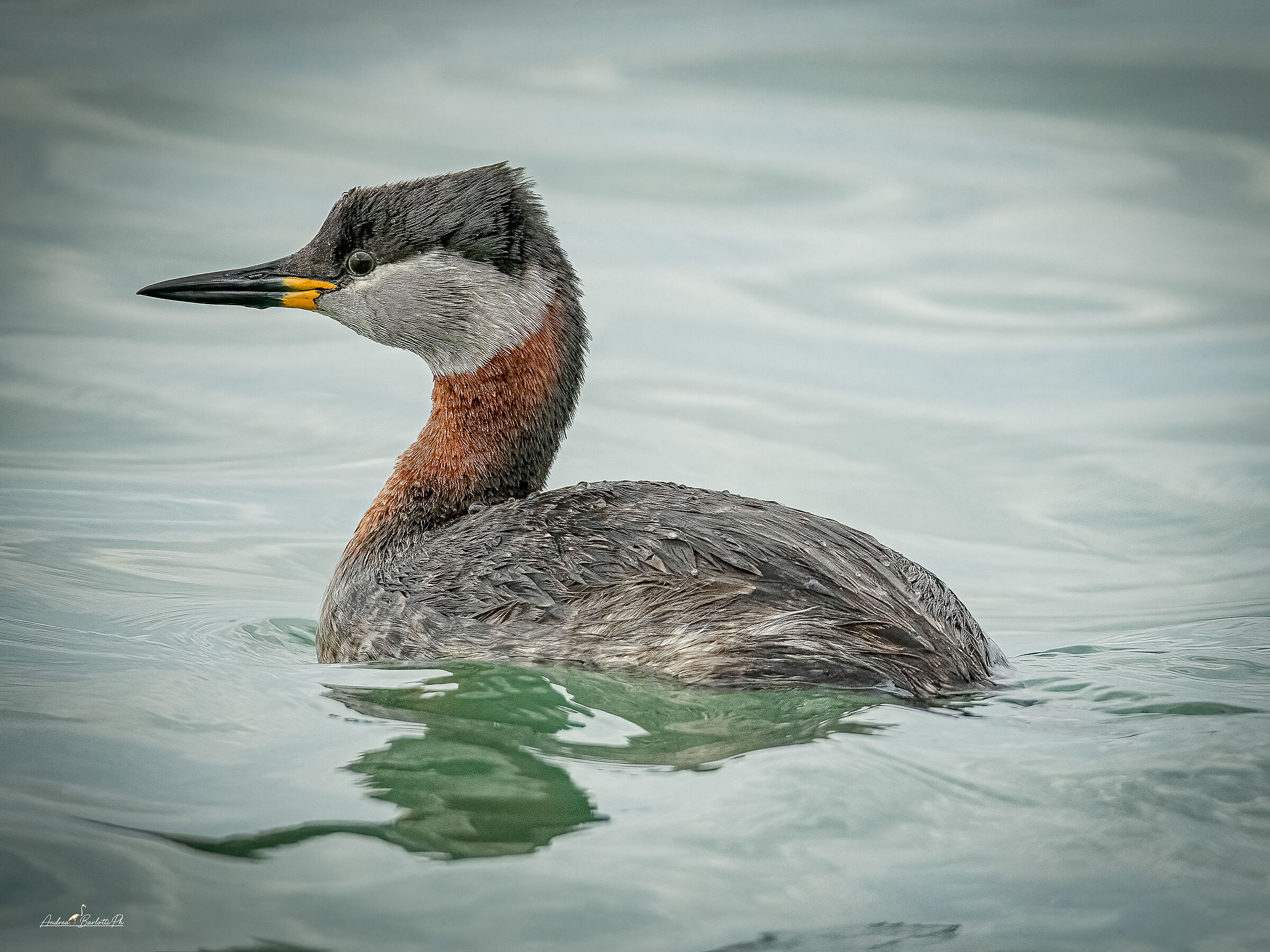 Red-necked Grebe 2