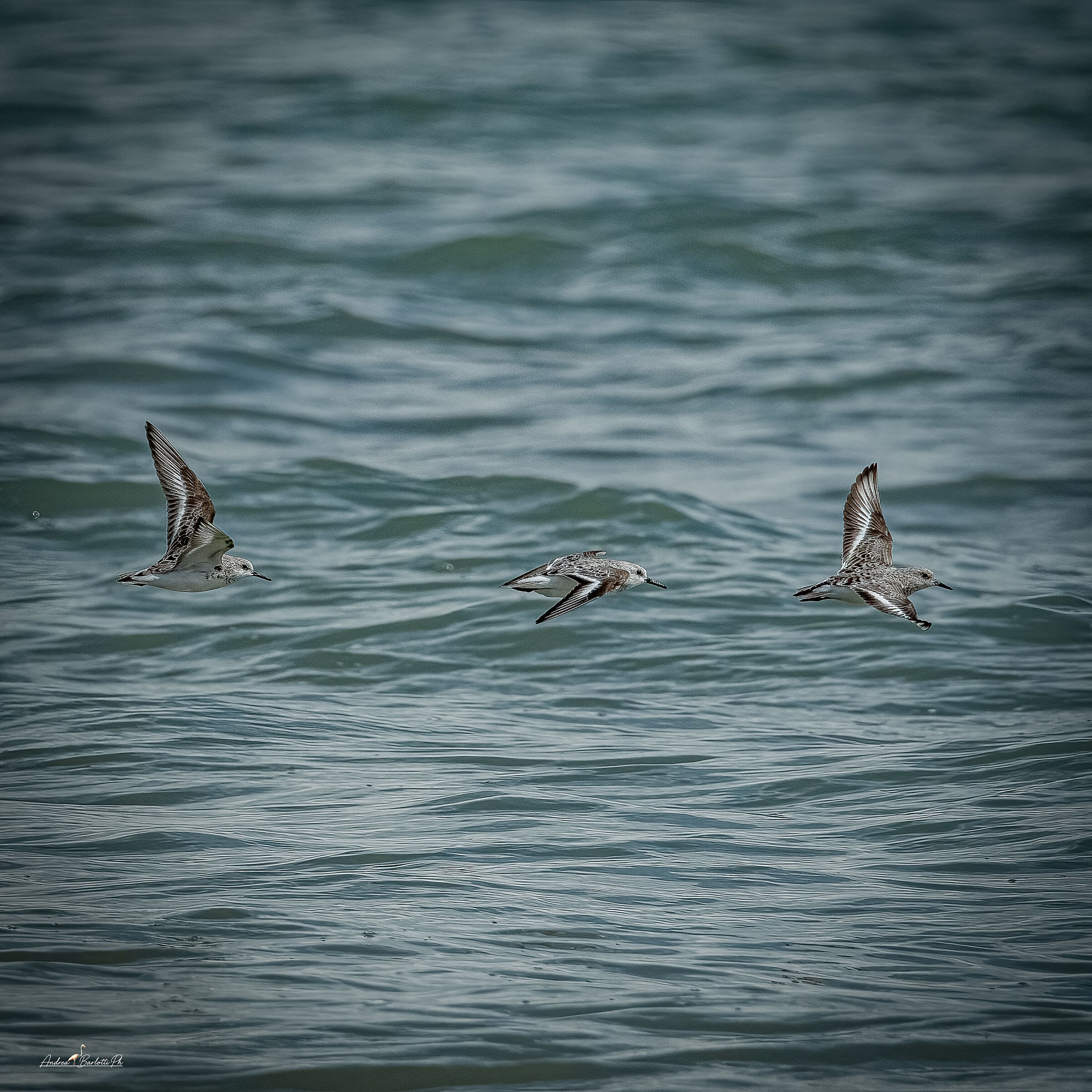 Three-toed sandpipers