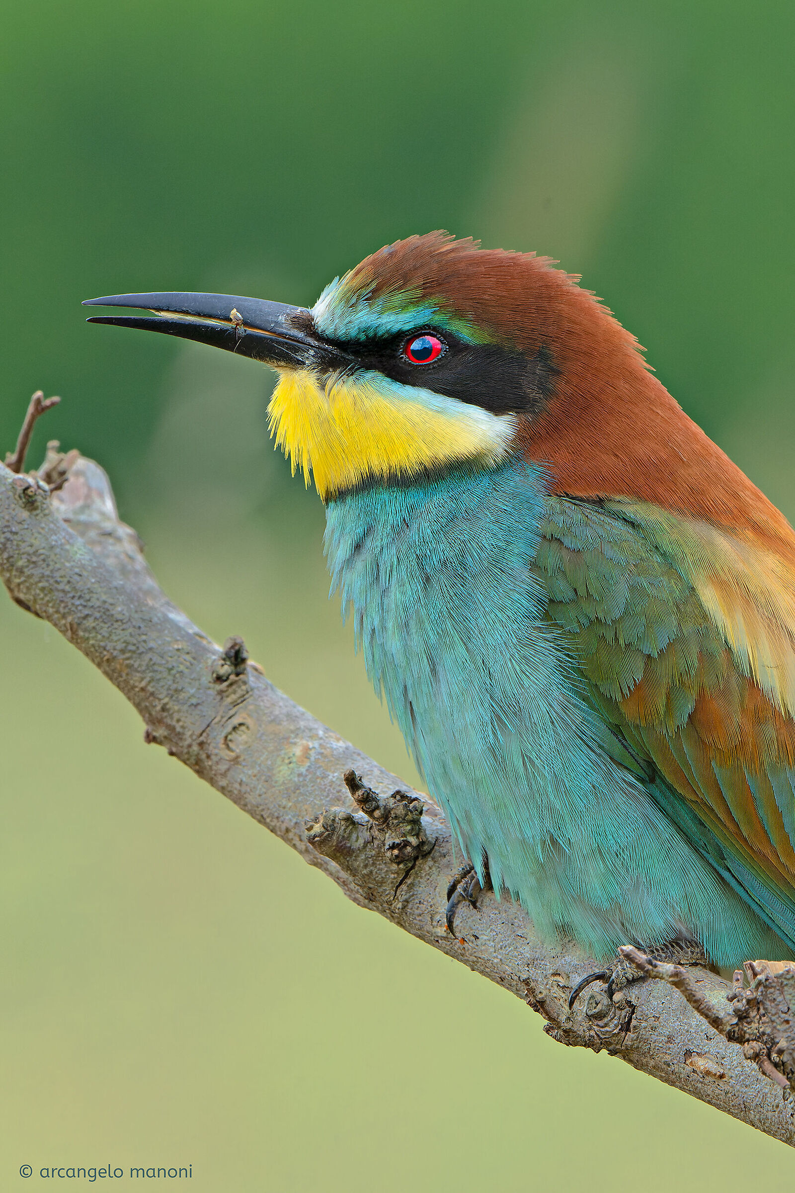 Fototessera al gruccione