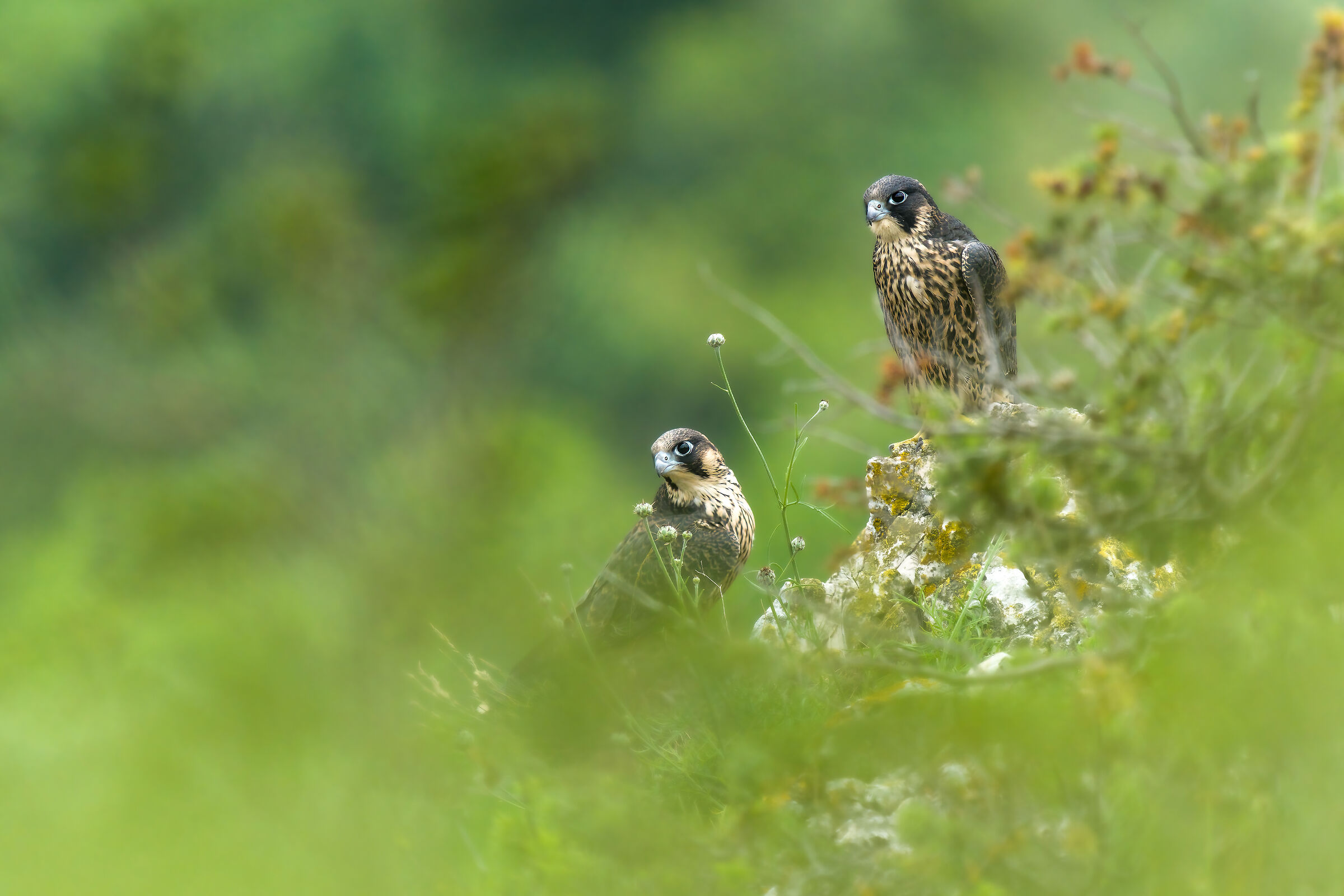 Young Peregrine Falcons