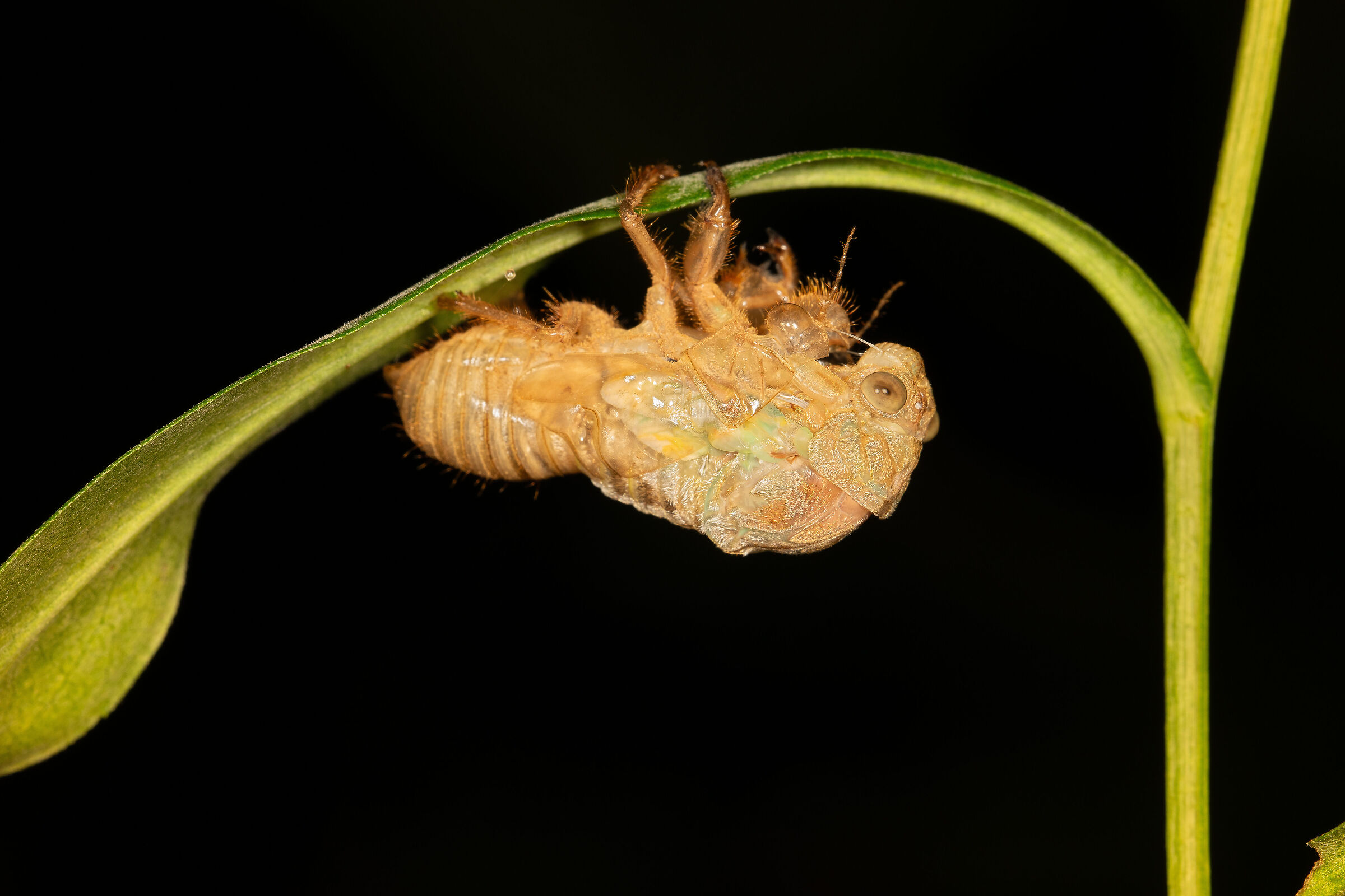 La metamorfosi della cicala, 10