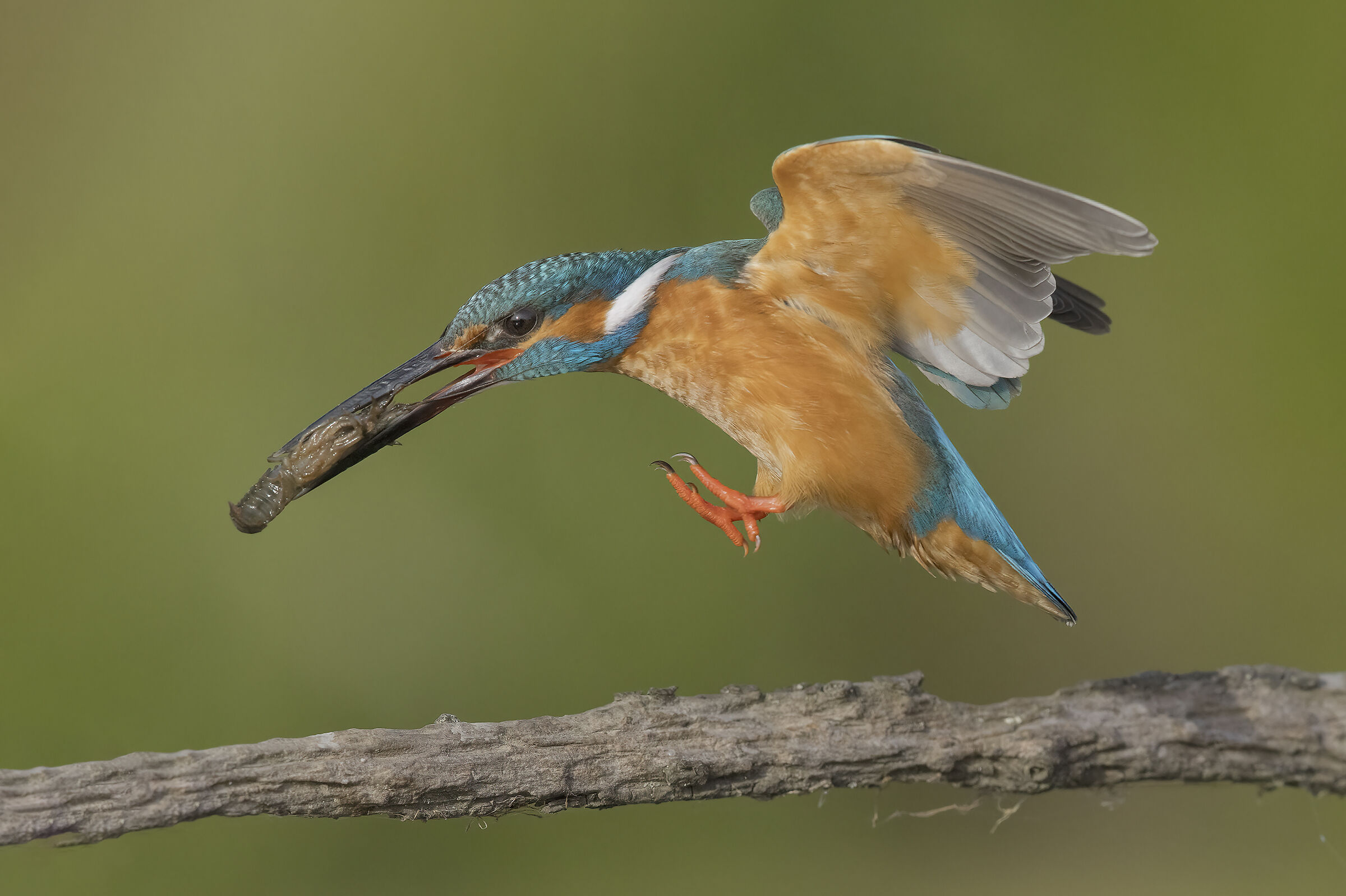 martino...al salto...con gambero