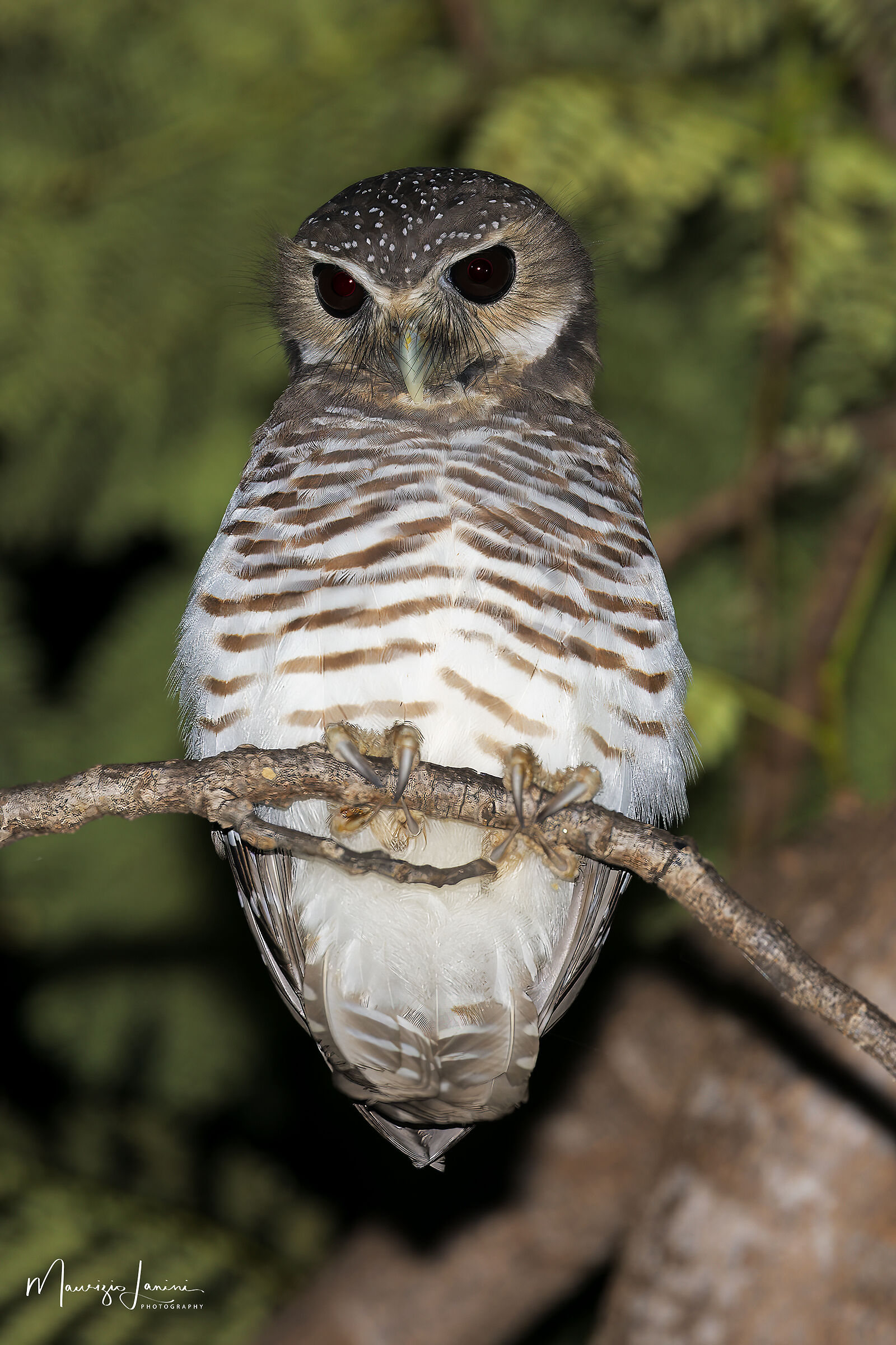 Civetta dalle sopracciglia bianche