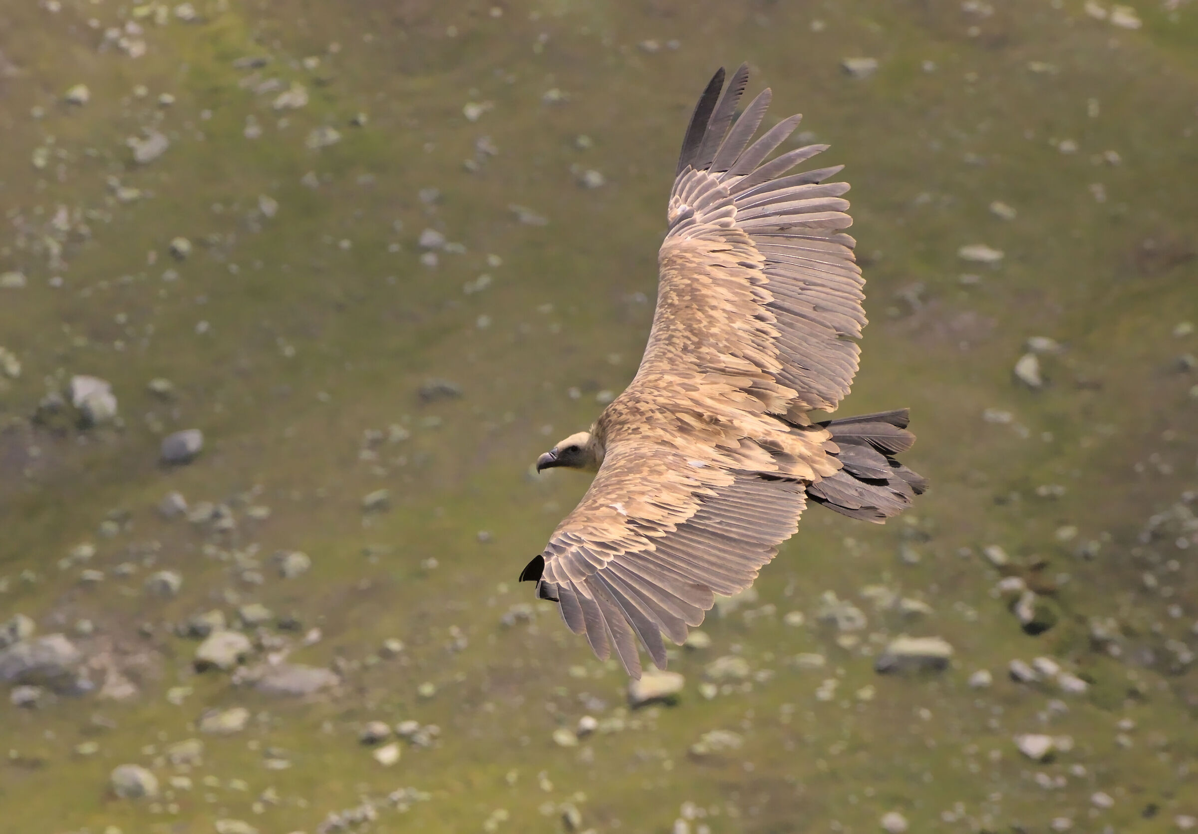 Griffin