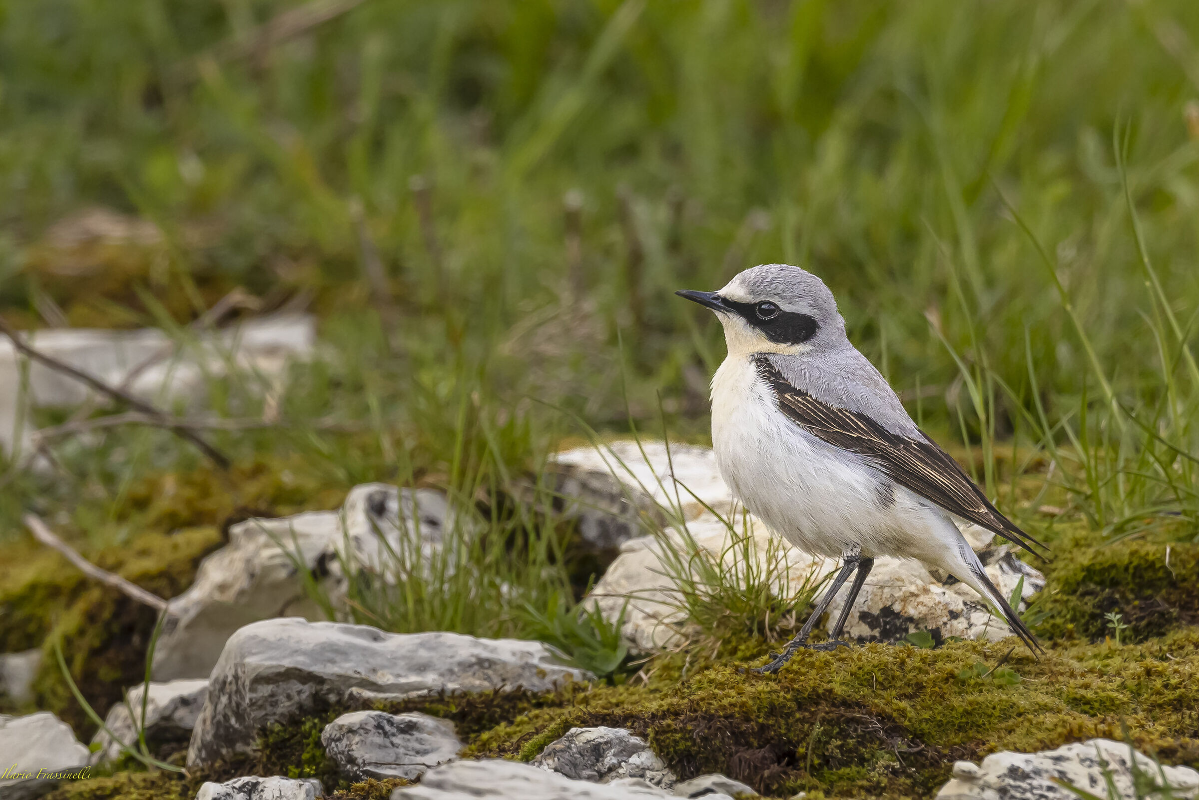 Northern wheatear