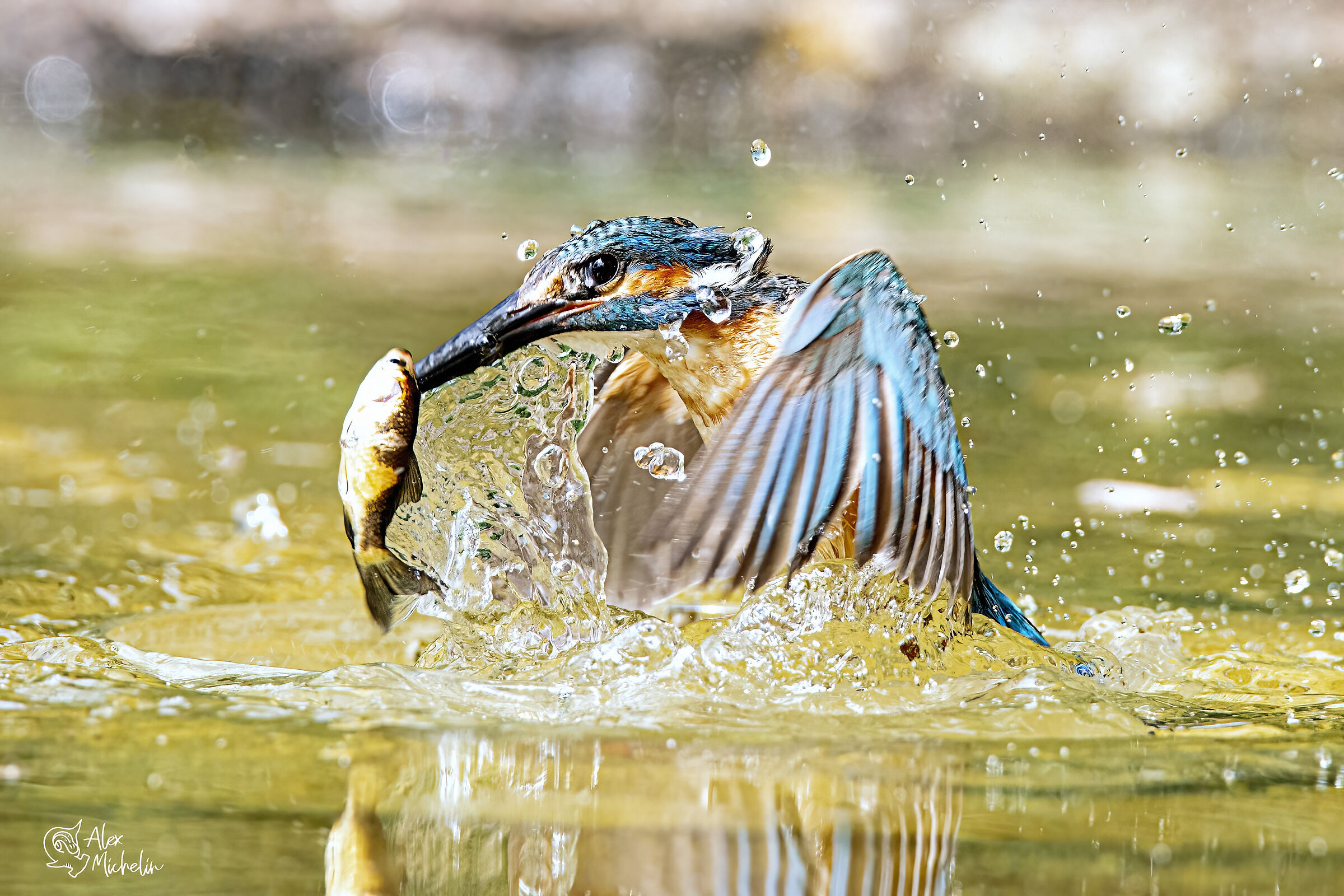 Martin pescatore con preda